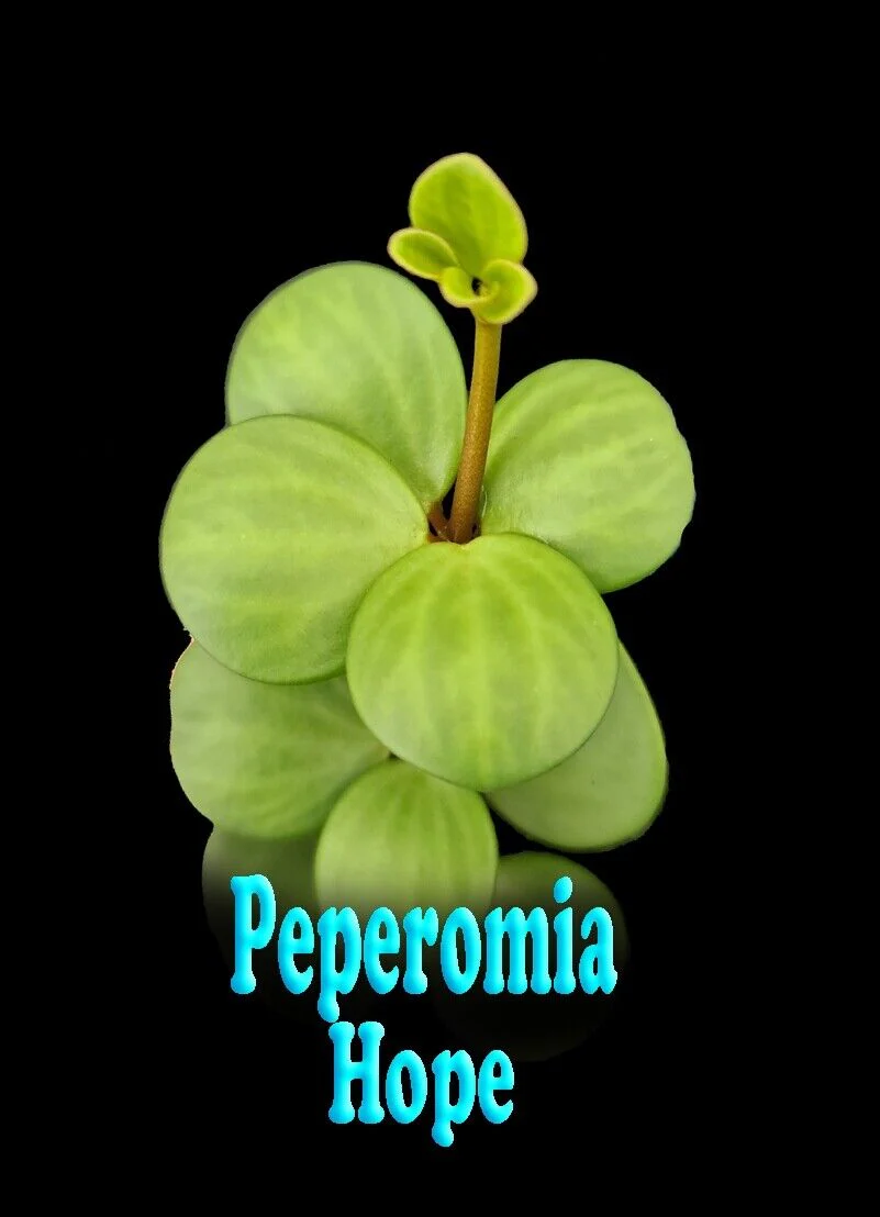 Peperomia 'Hope' (WA Prohibited) - Image 7
