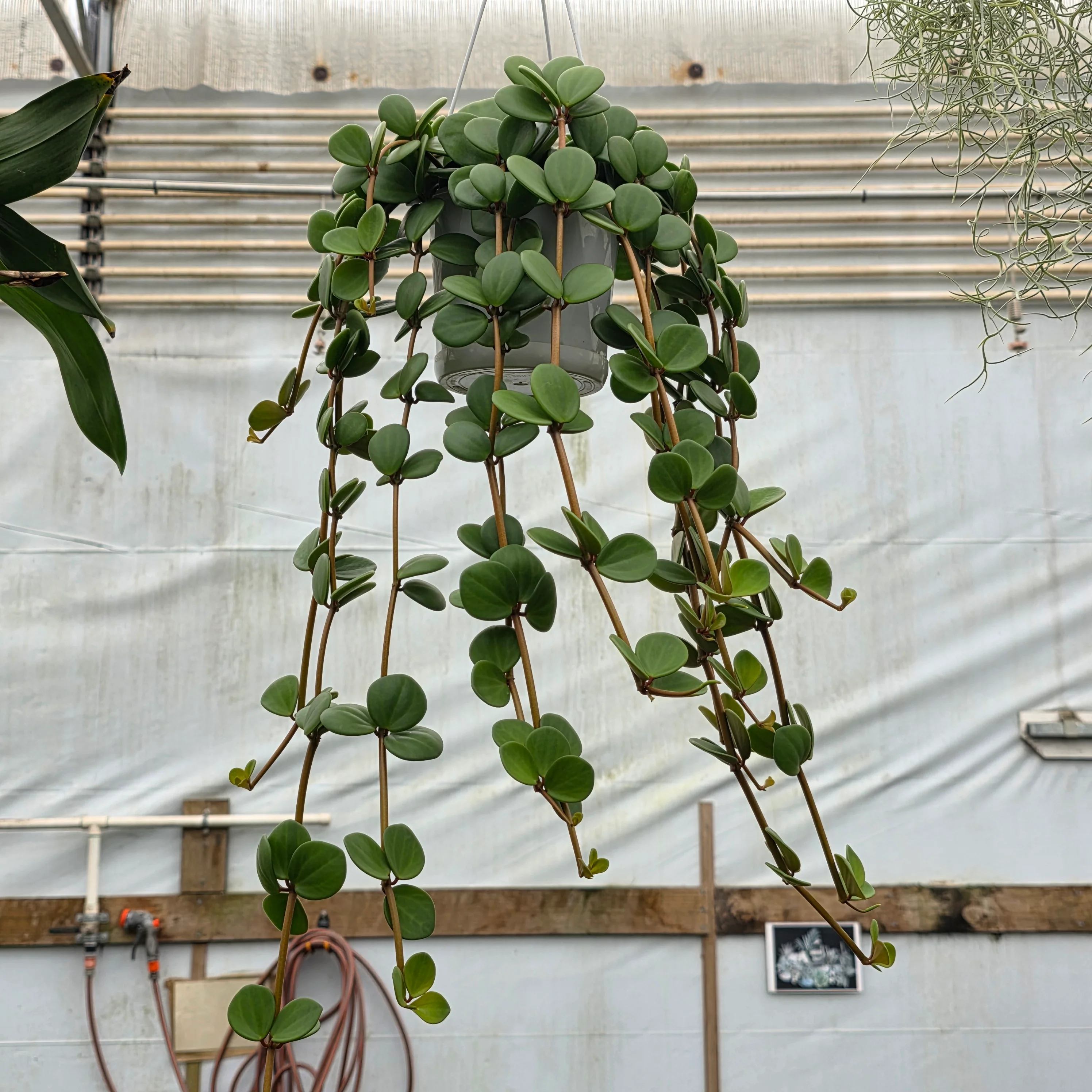 Peperomia 'Hope' (WA Prohibited) - Image 8