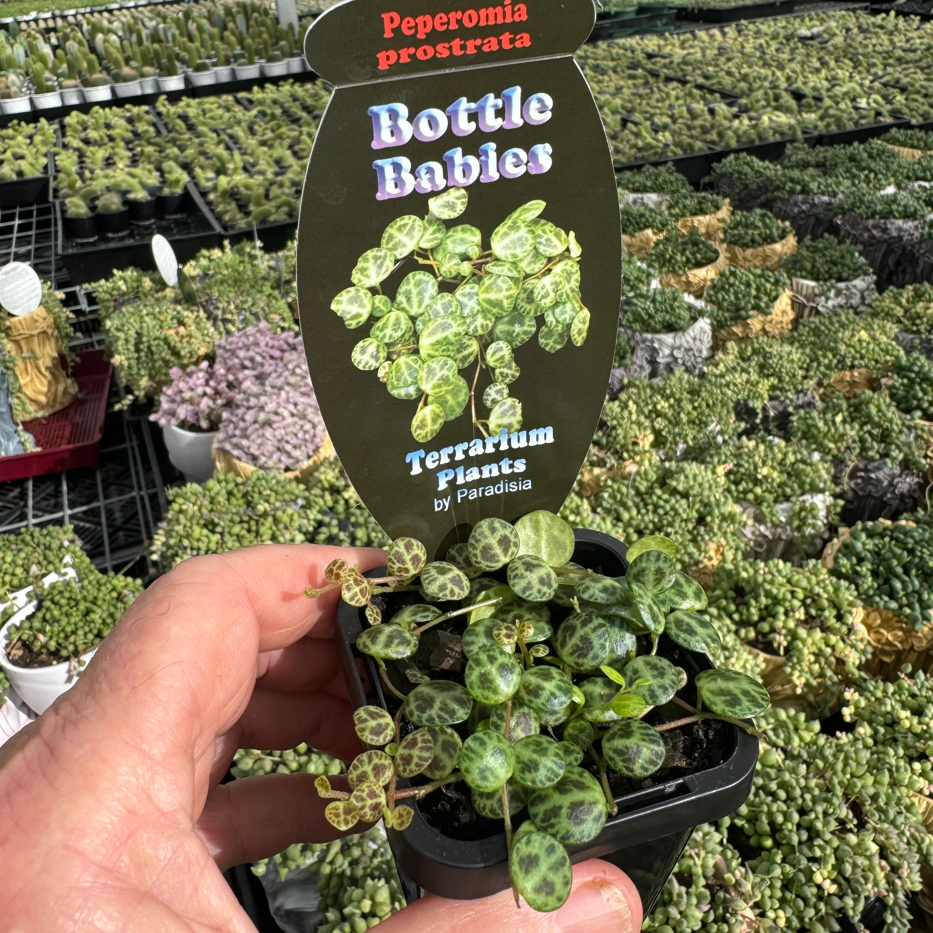 Peperomia prostrata 'String of Turtles' (WA Prohibited) - Image 3