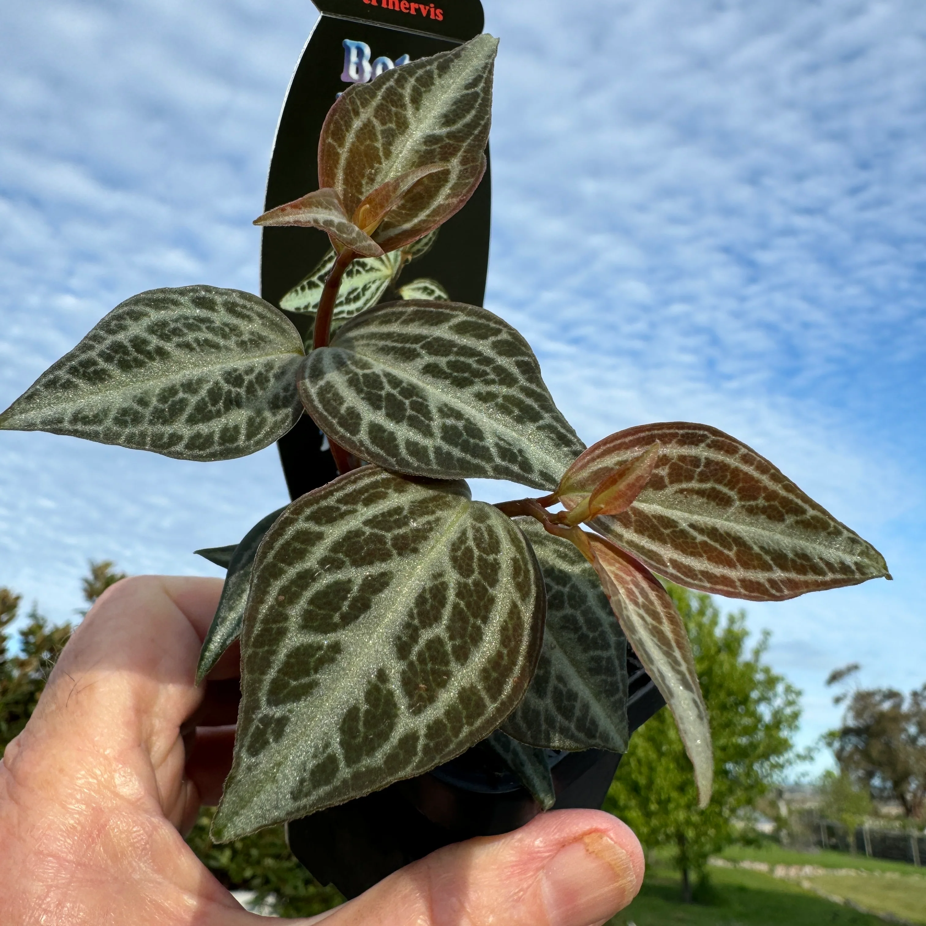 Peperomia trinervis - Image 2