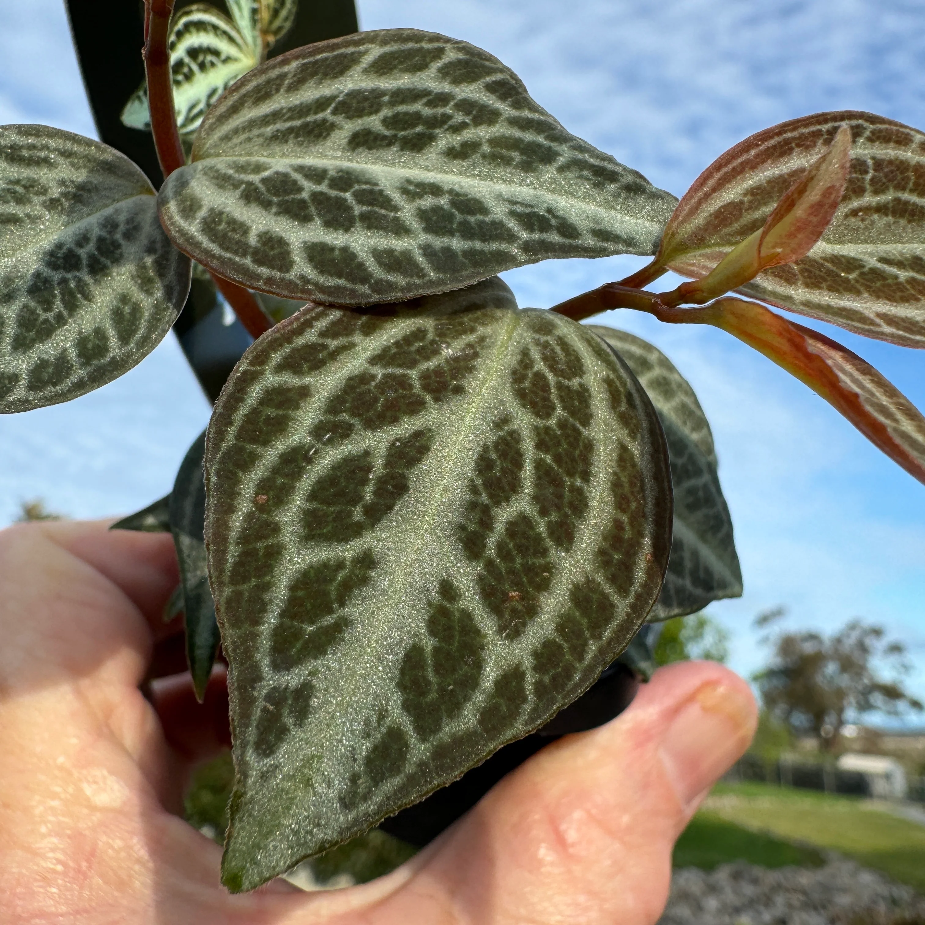 Peperomia trinervis - Image 3