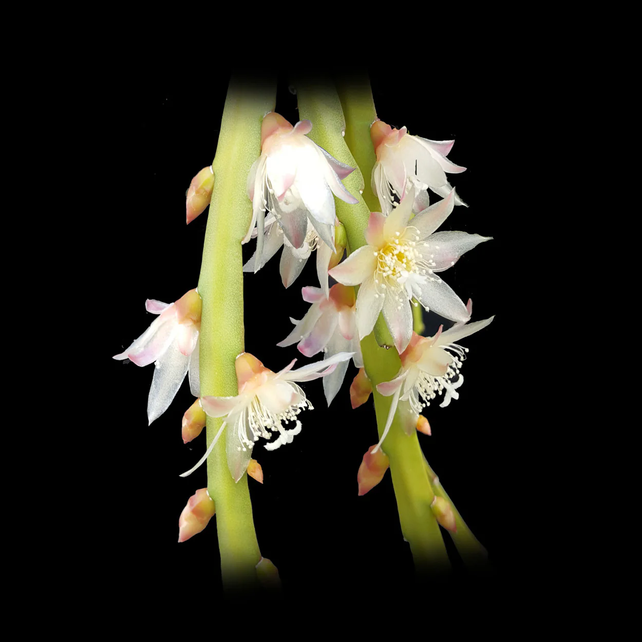 Pfeiffera boliviana (syn. Rhipsalis boliviana) - Mistletoe Cactus