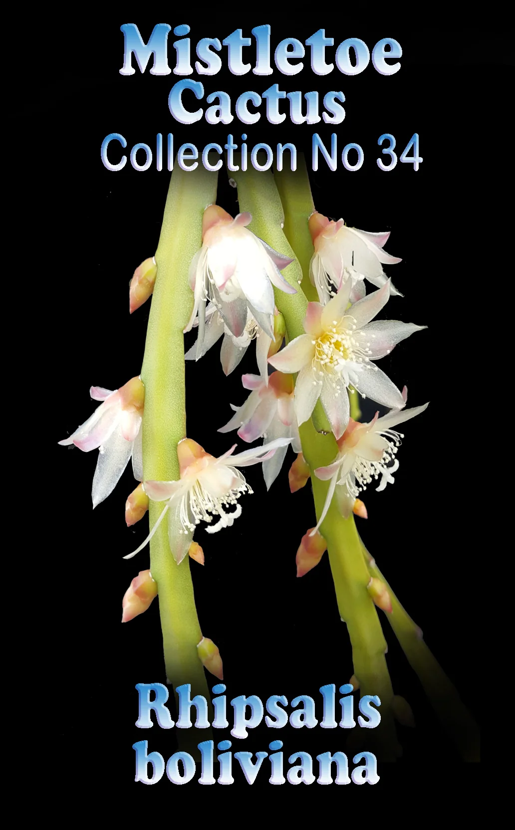 Pfeiffera boliviana (syn. Rhipsalis boliviana) - Mistletoe Cactus - Image 2