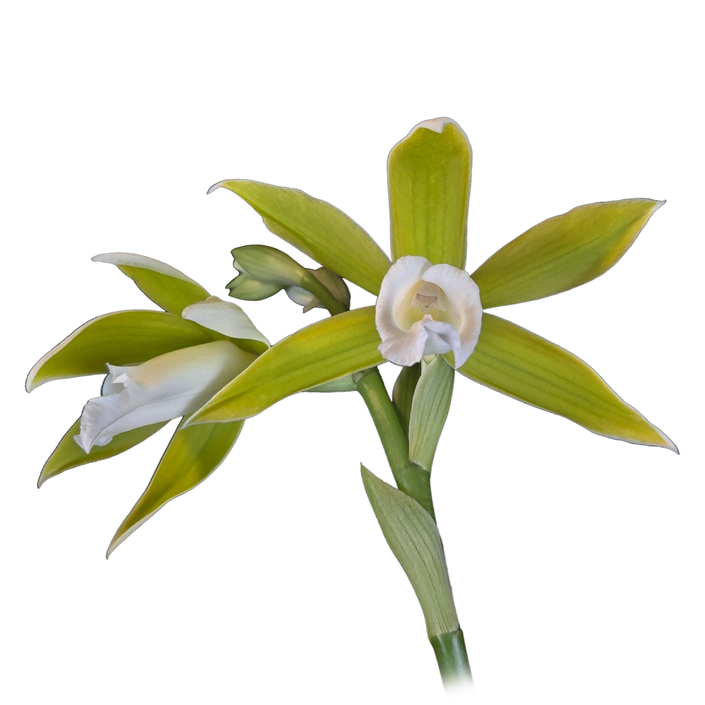 Phaius tankervilleae var. bernaysii