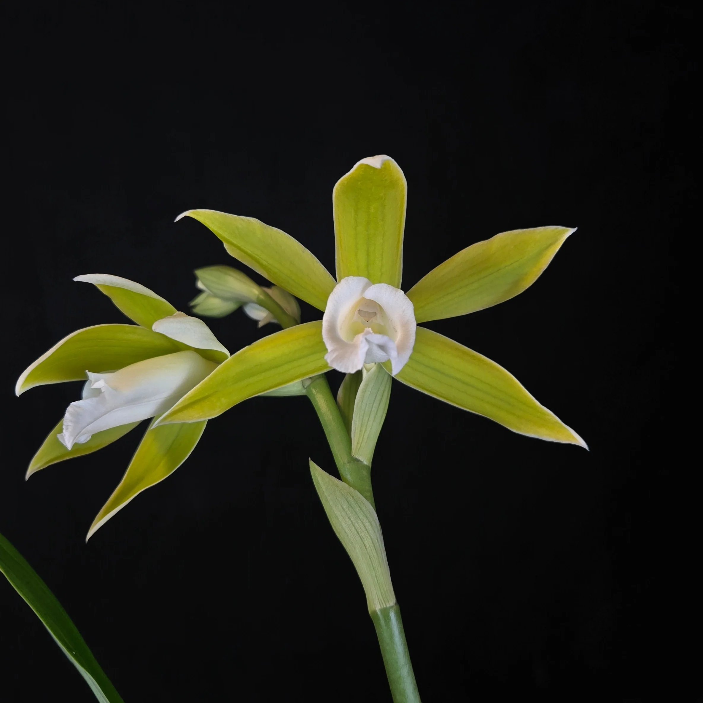 Phaius tankervilleae var. bernaysii - Image 2