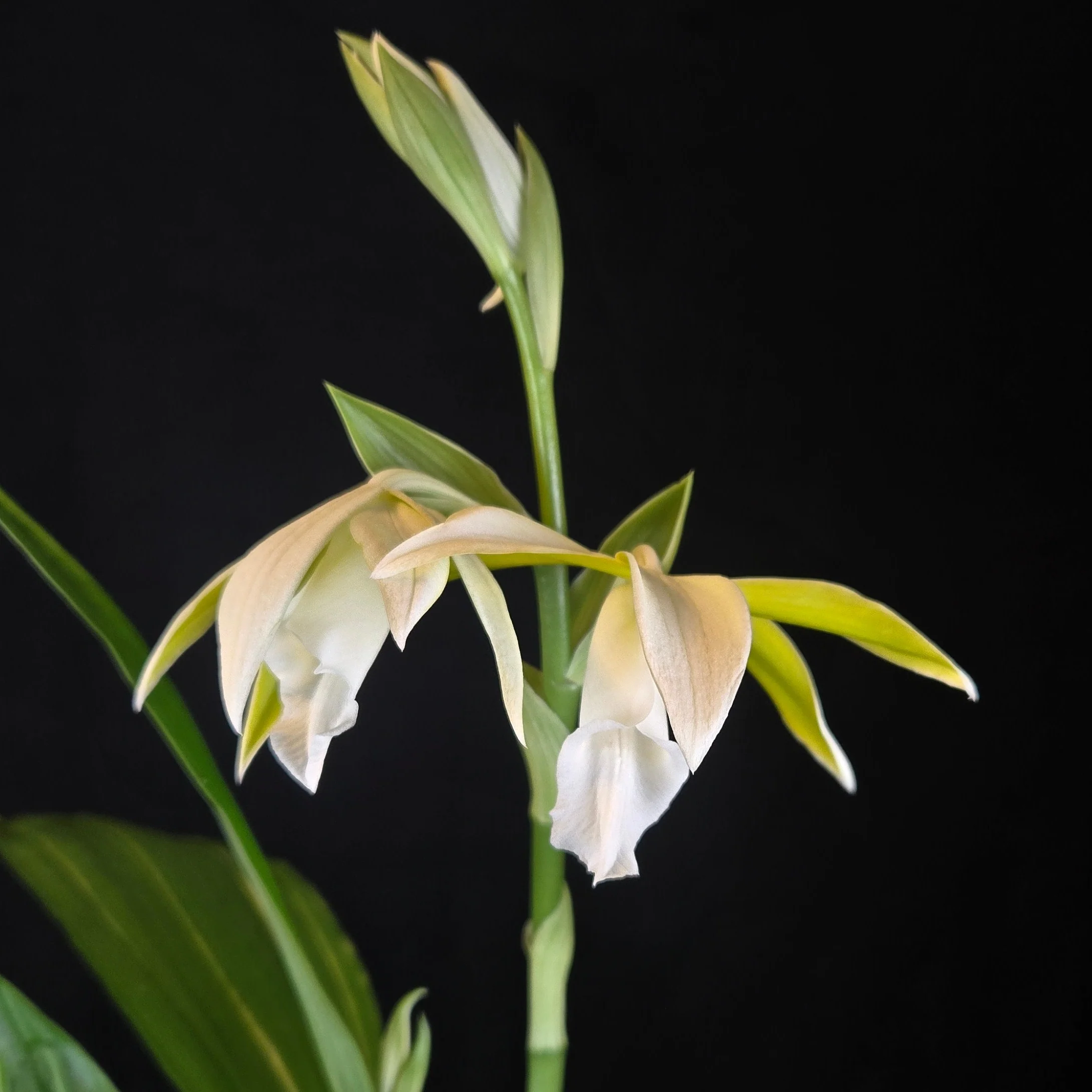 Phaius tankervilleae var. bernaysii - Image 3