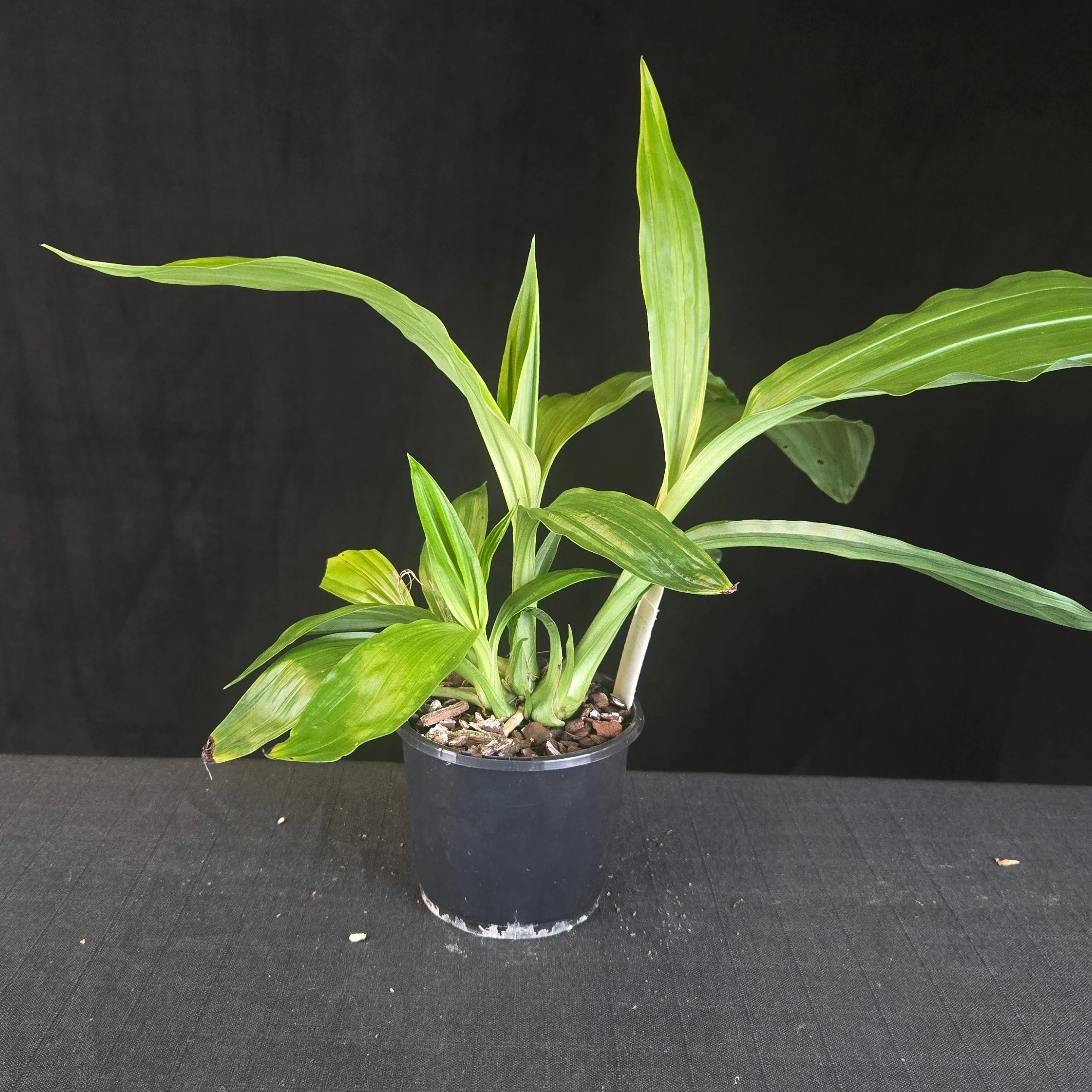 Phaius tankervilleae var. bernaysii - Image 4