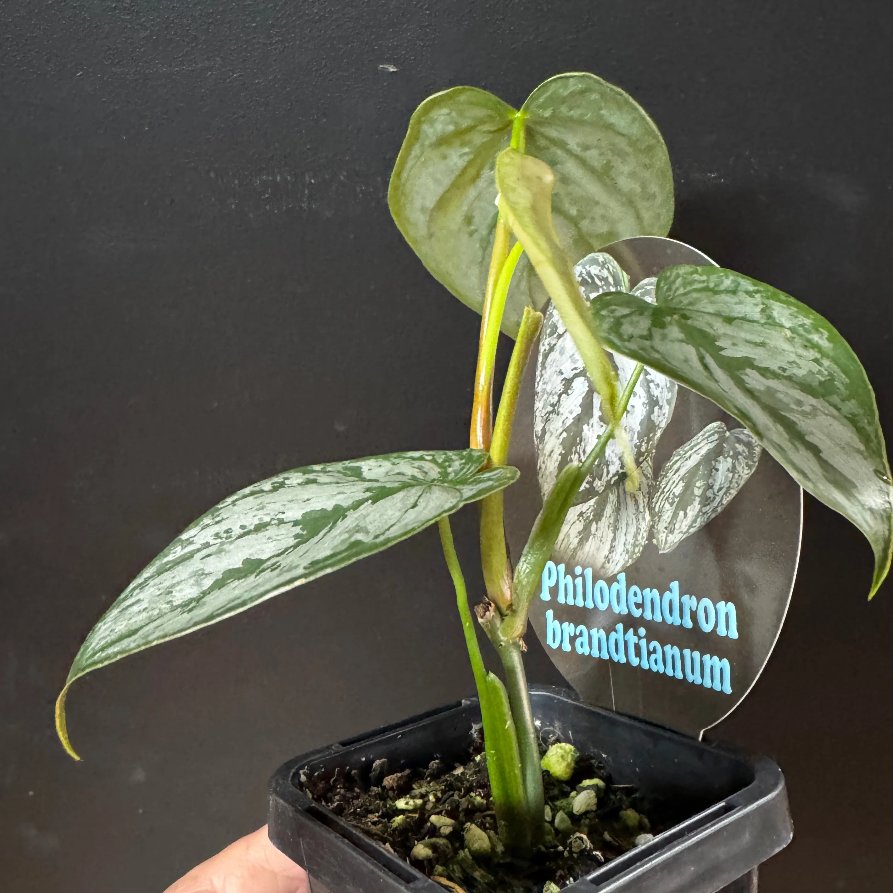 Philodendron brandtianum - Image 3