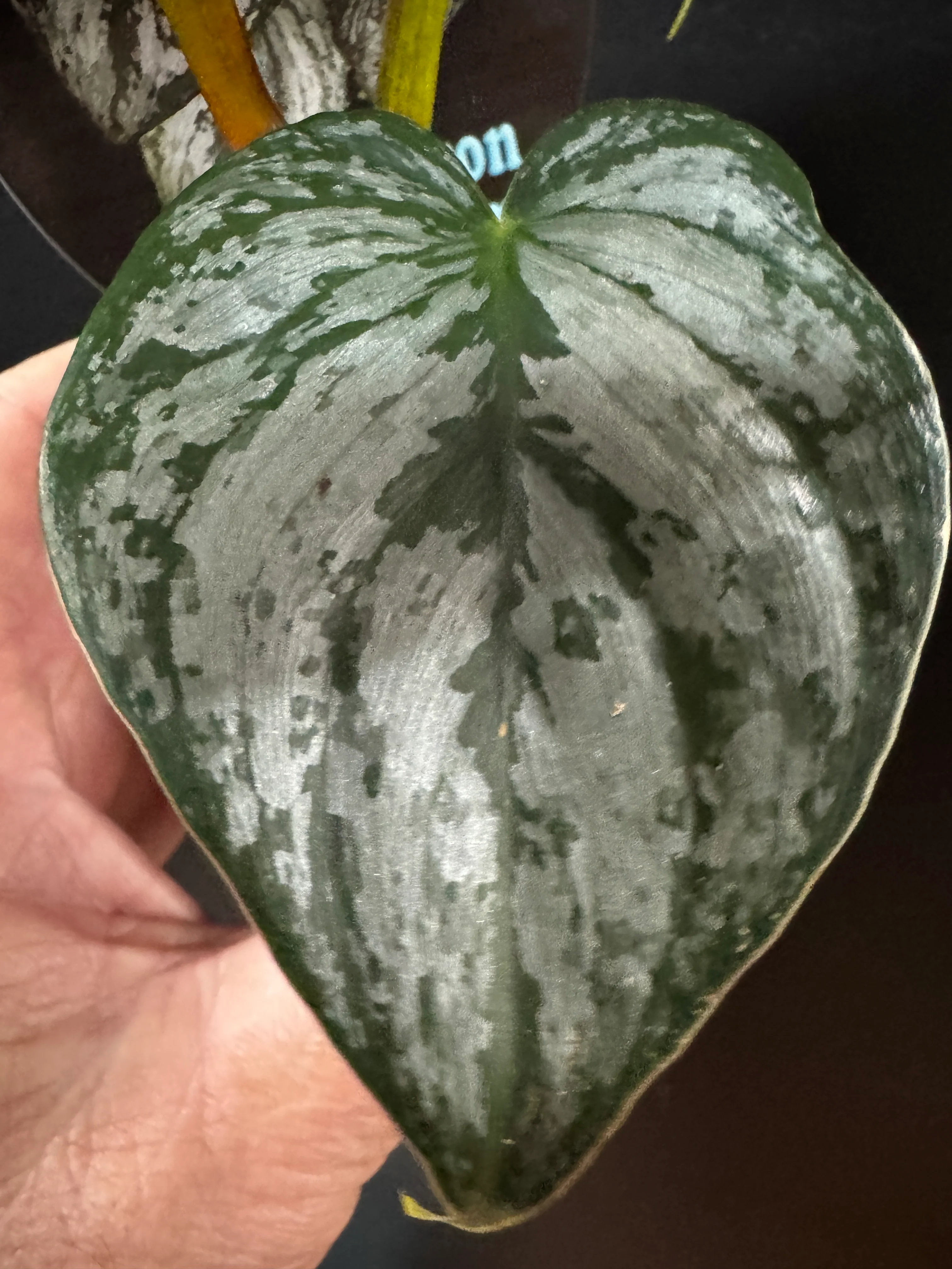 Philodendron brandtianum - Image 4