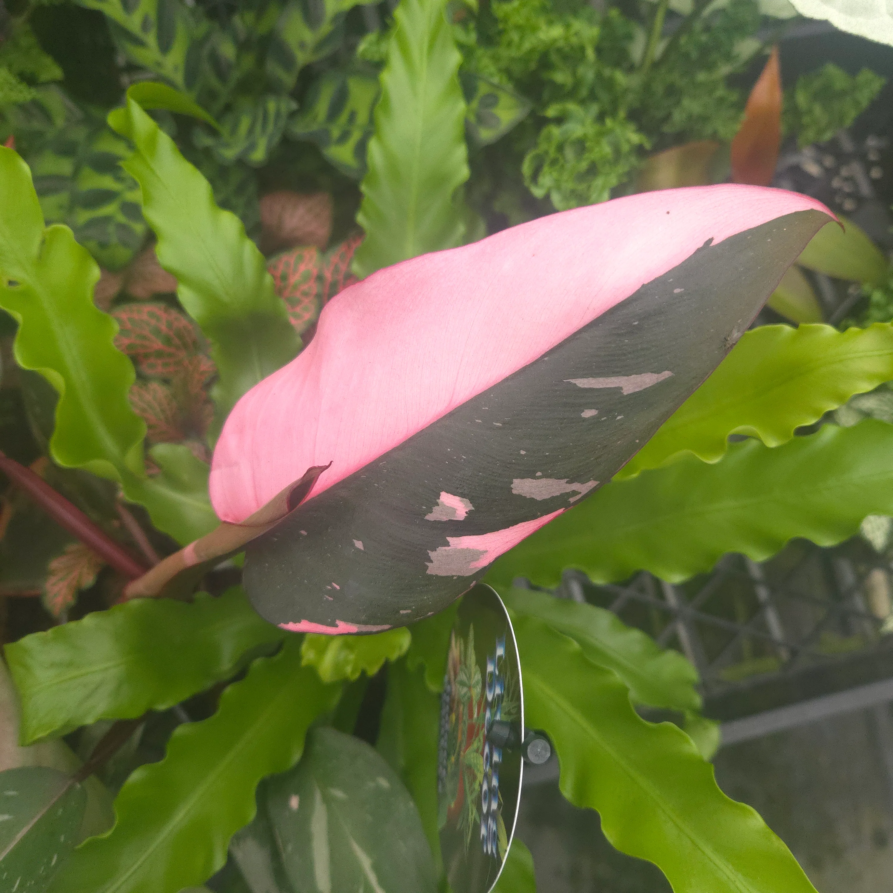 Philodendron erubescens 'Pink Princess' - Image 3