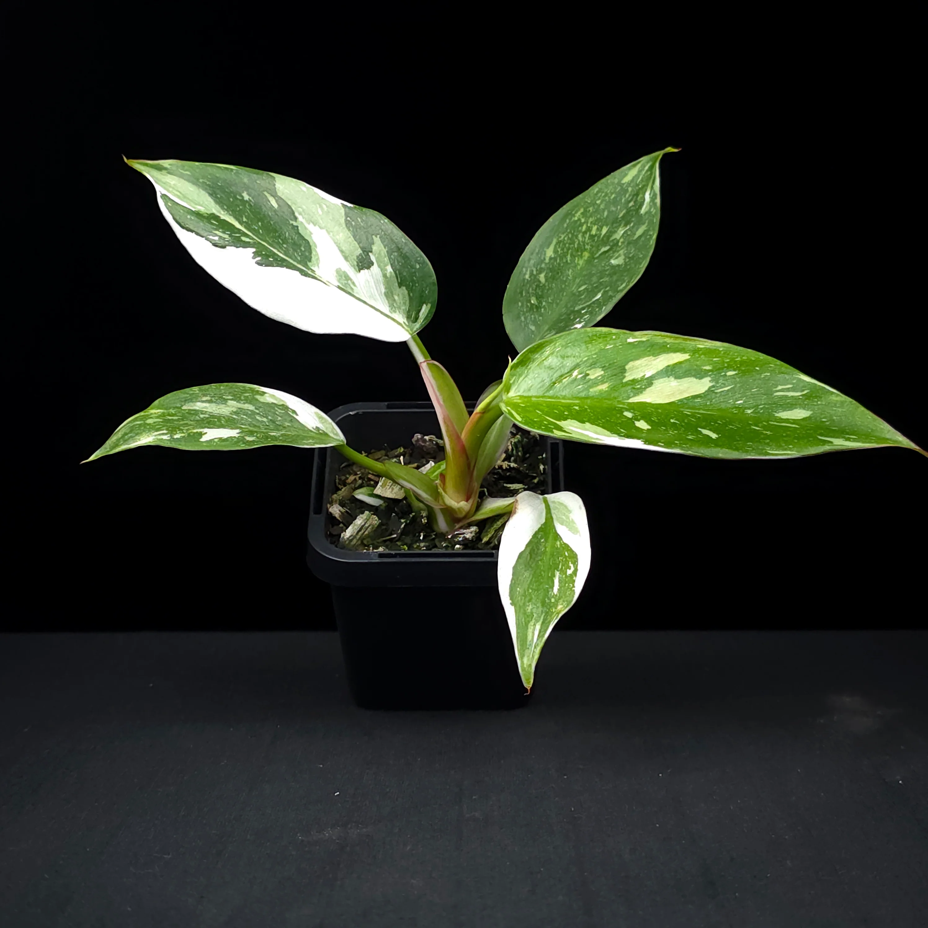 Philodendron erubescens 'White Princess' - Image 3