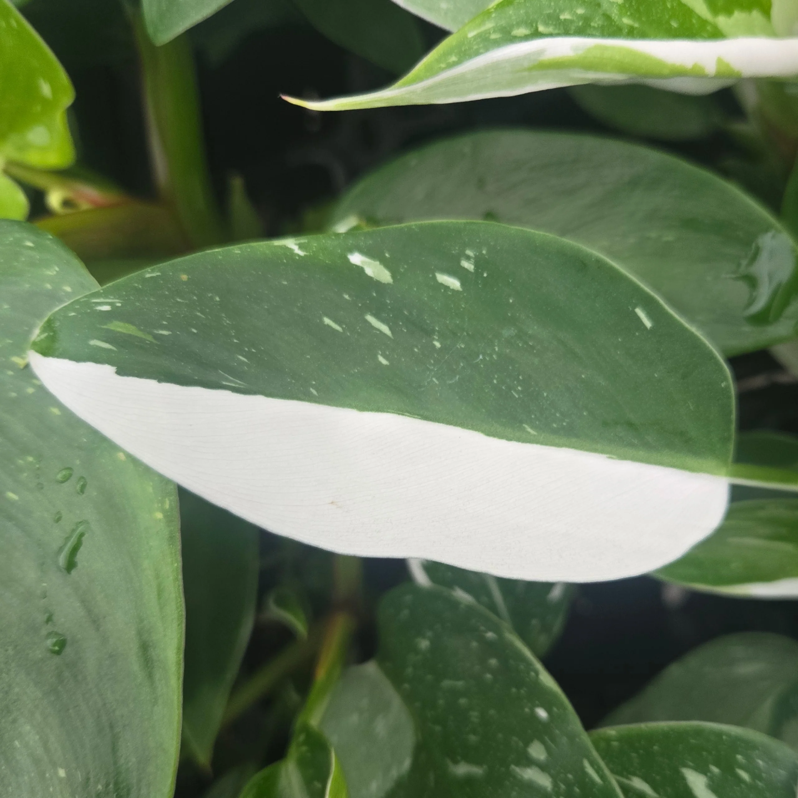 Philodendron erubescens 'White Princess' - Image 7