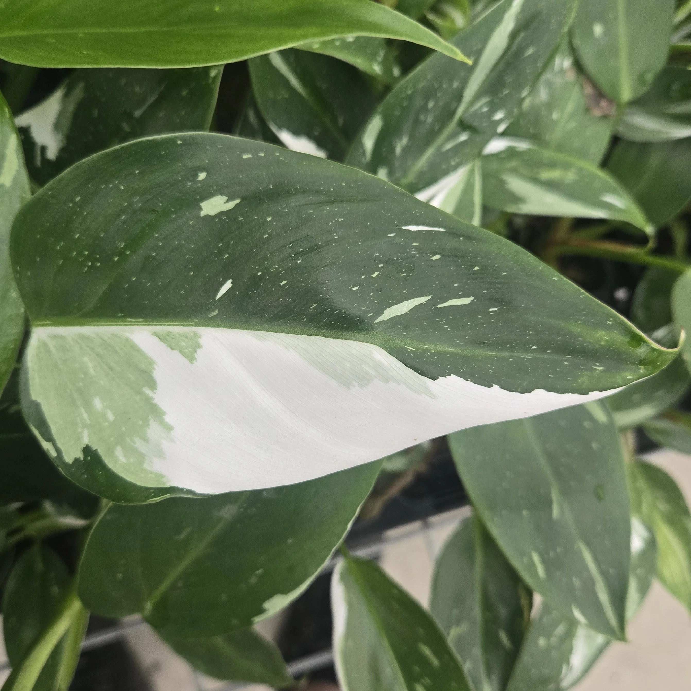 Philodendron erubescens 'White Princess' - Image 8