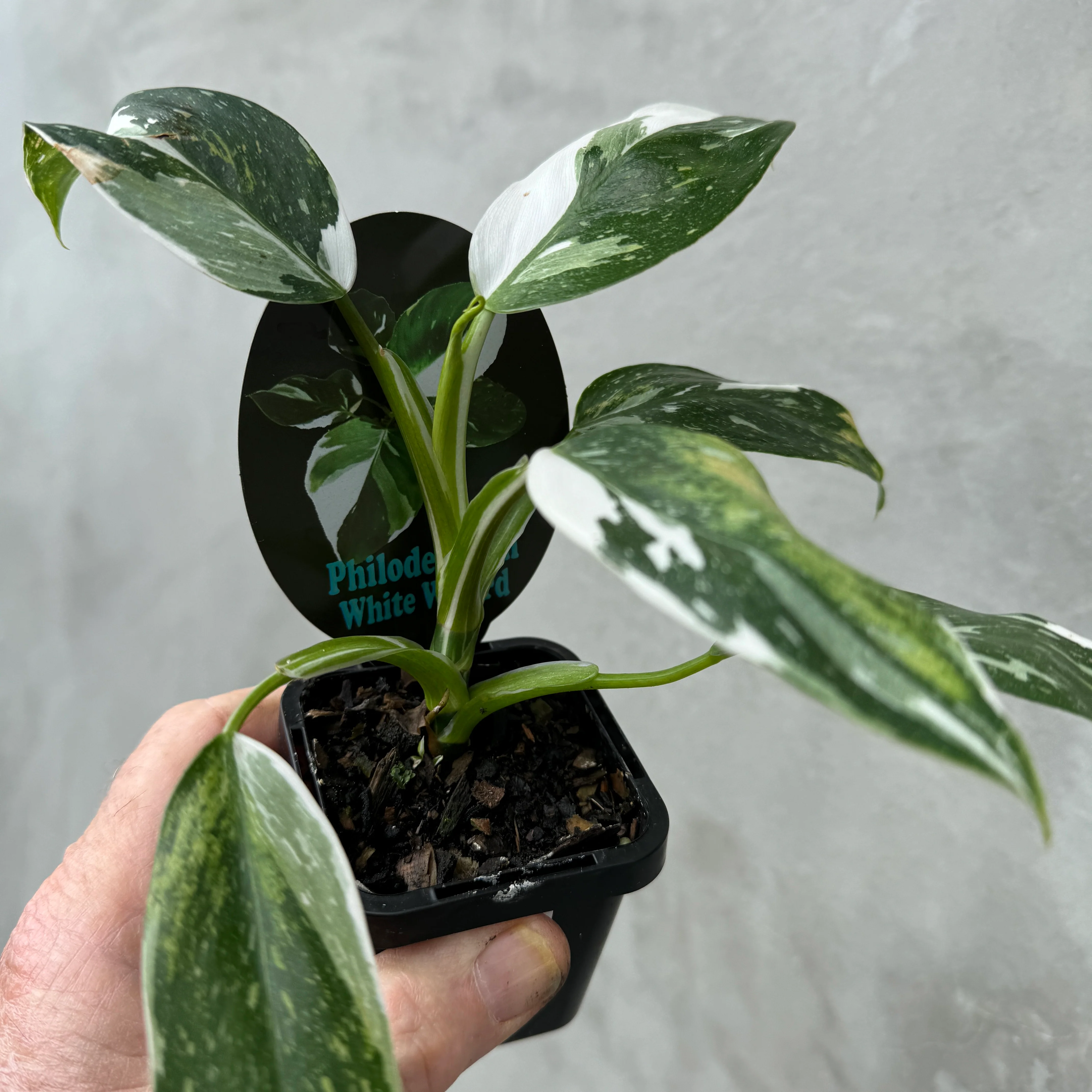 Philodendron erubescens 'White Wizard' - Image 5
