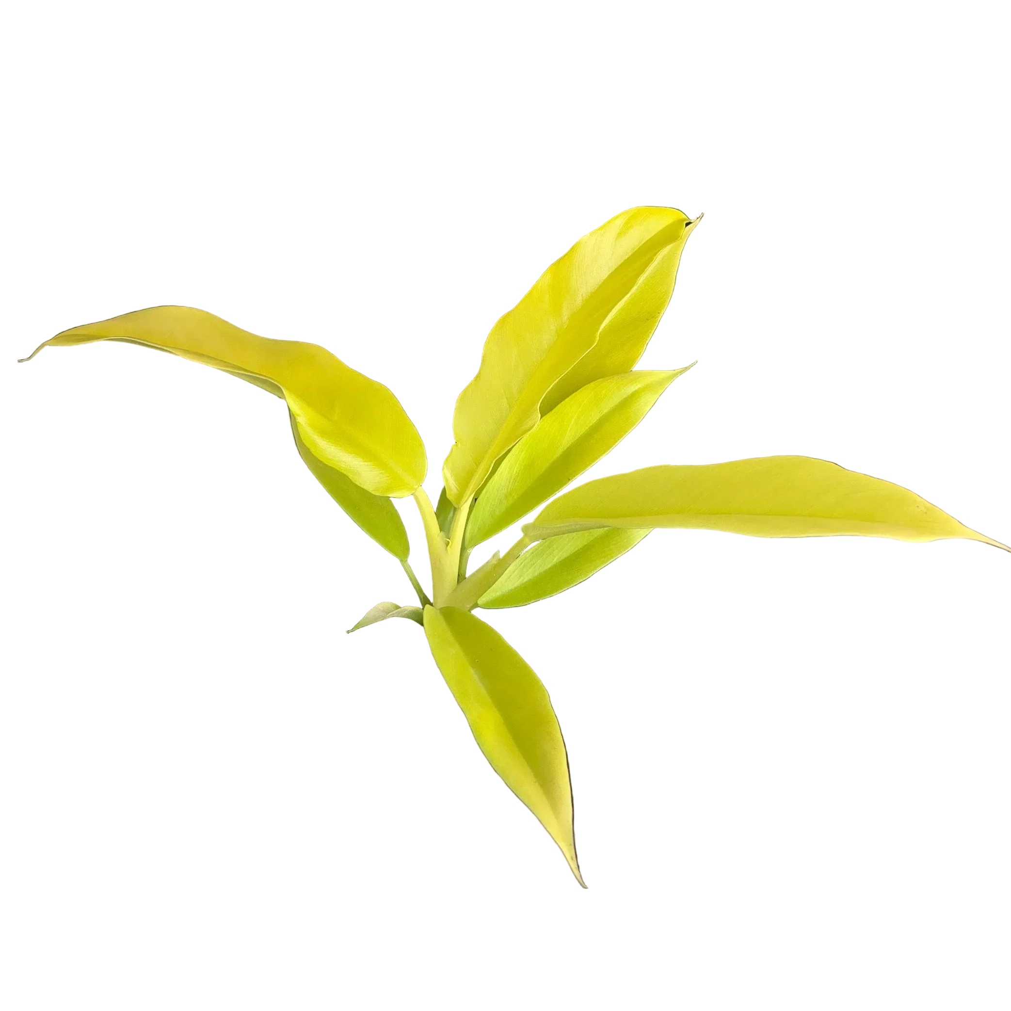 Philodendron ‘Golden Crocodile’