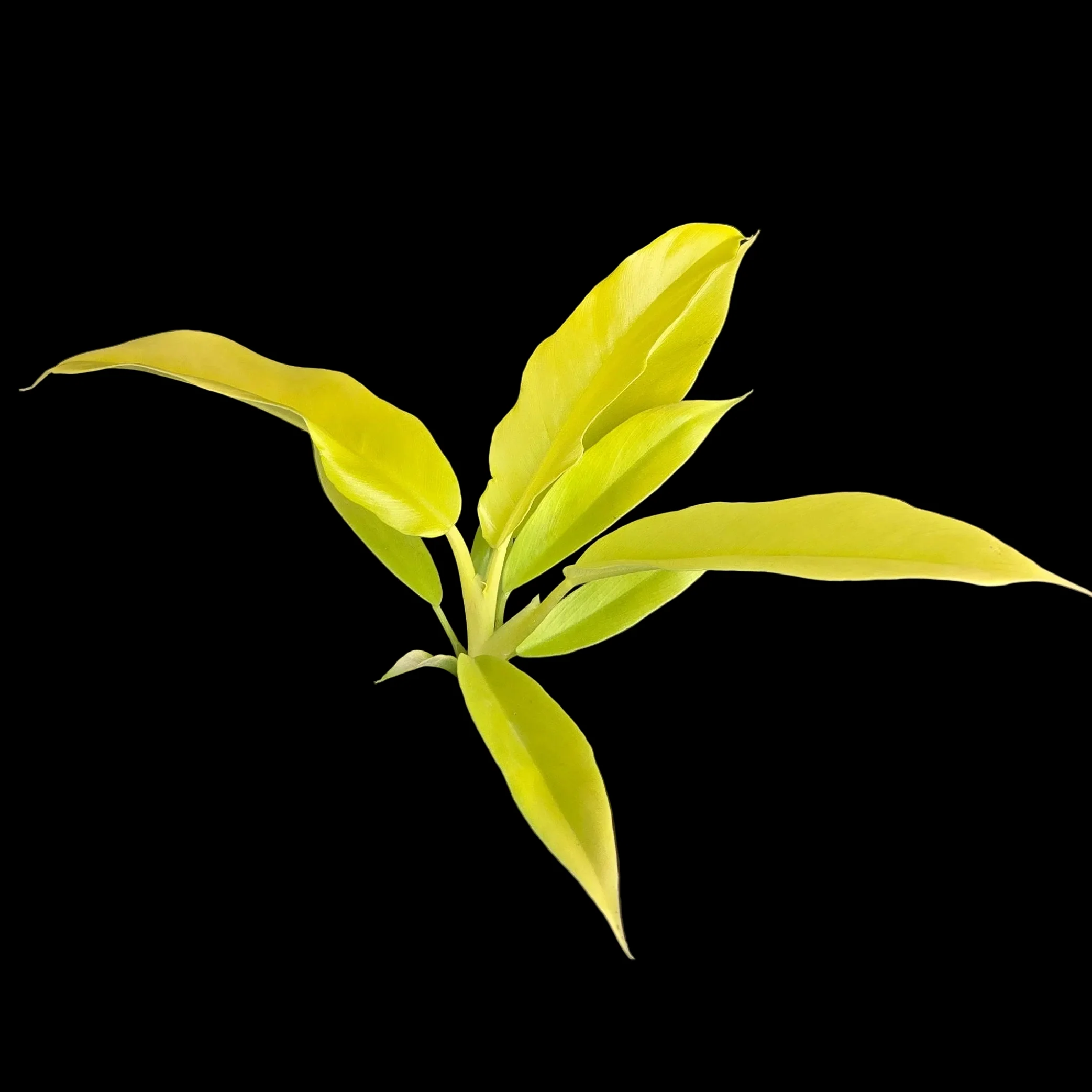 Philodendron ‘Golden Crocodile’ - Image 2