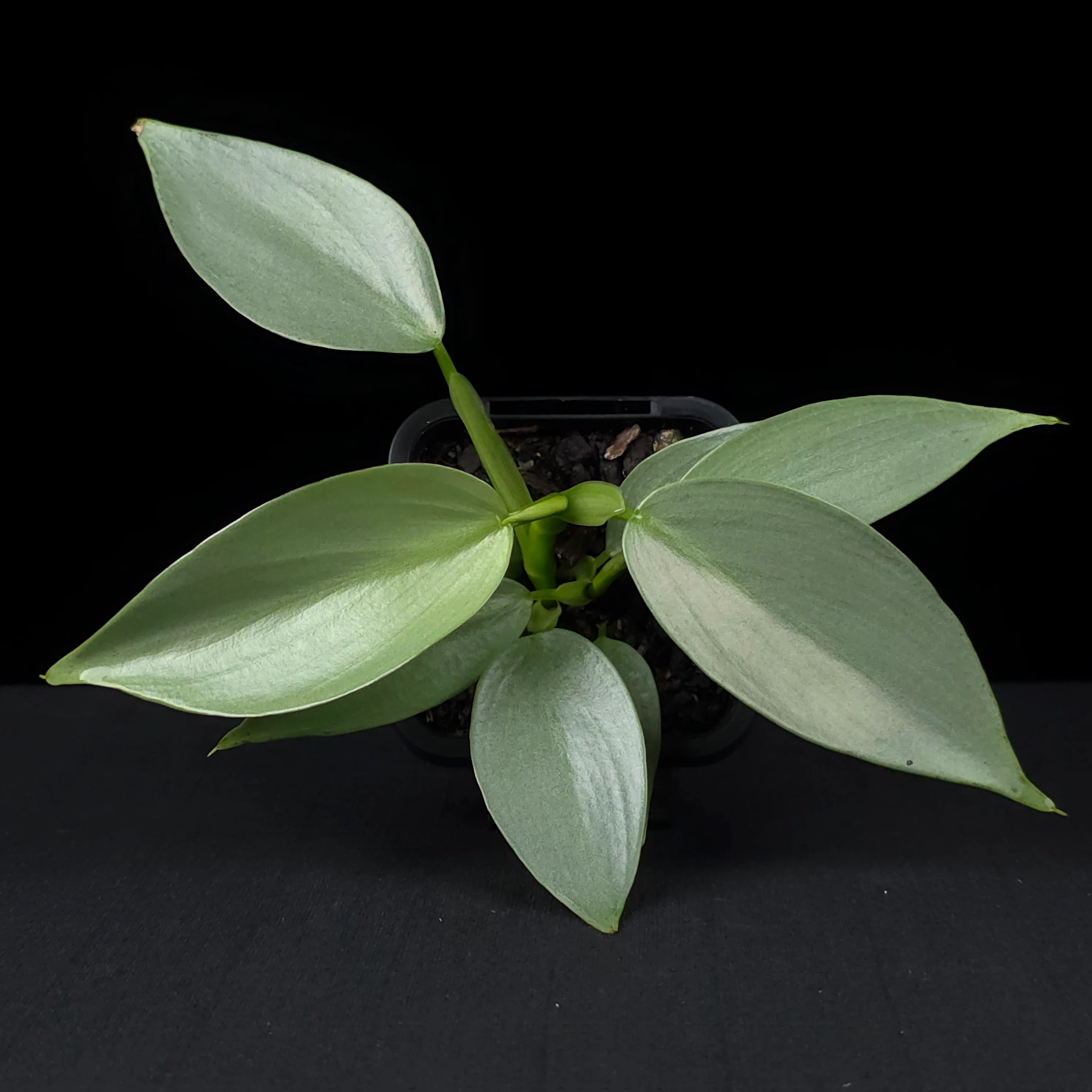 Philodendron hastatum 'Silver Sword' - Image 3