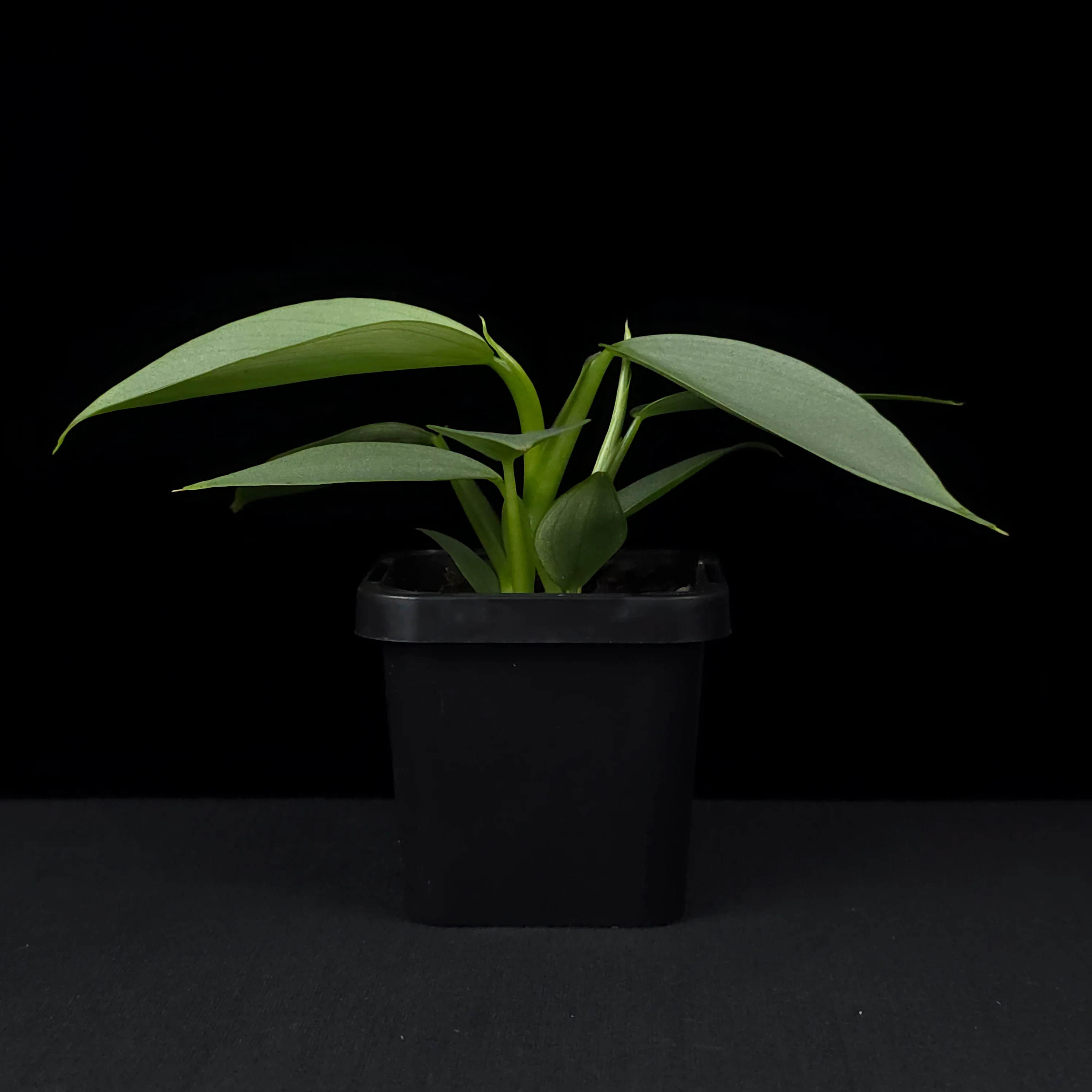 Philodendron hastatum 'Silver Sword' - Image 4