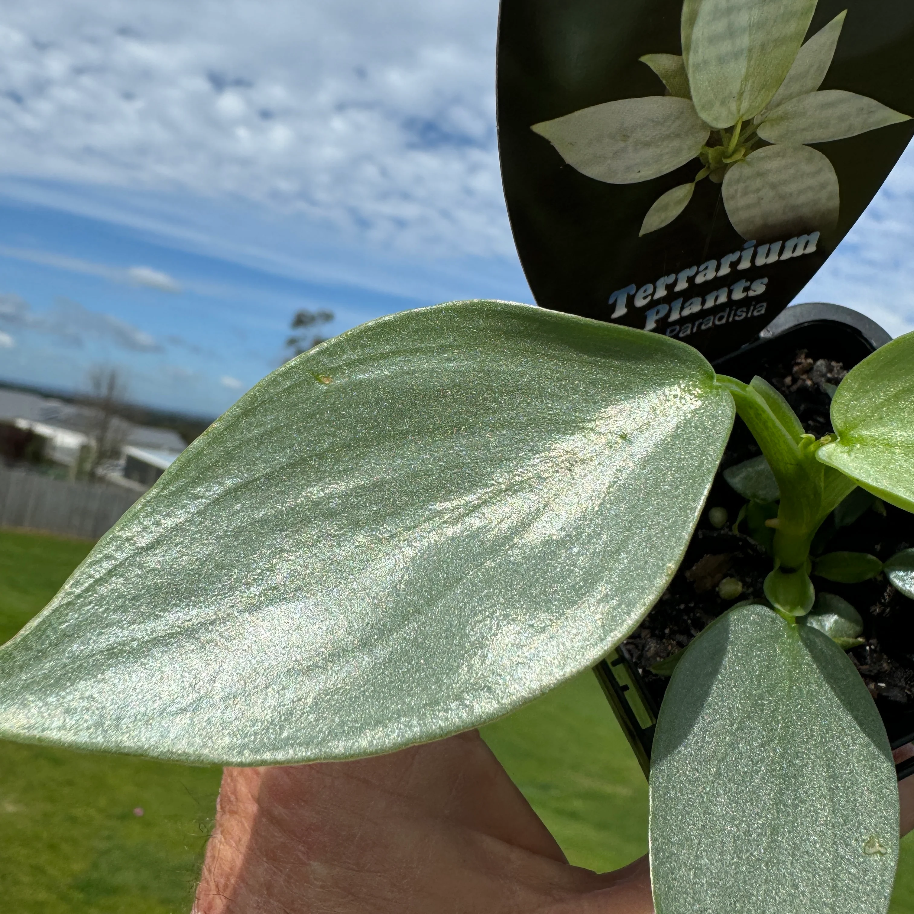 Philodendron hastatum 'Silver Sword' - Image 5