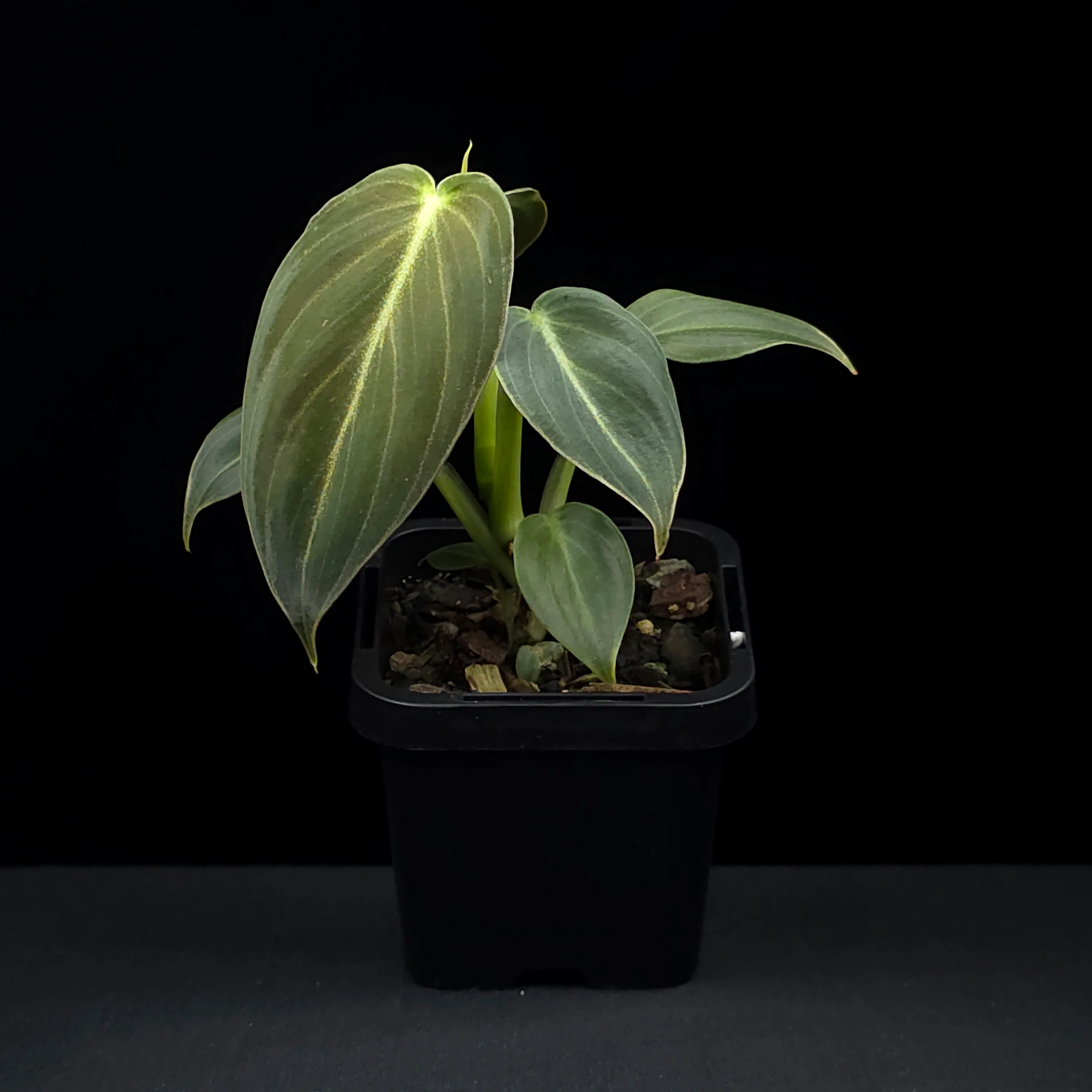 Philodendron melanochrysum - Image 3