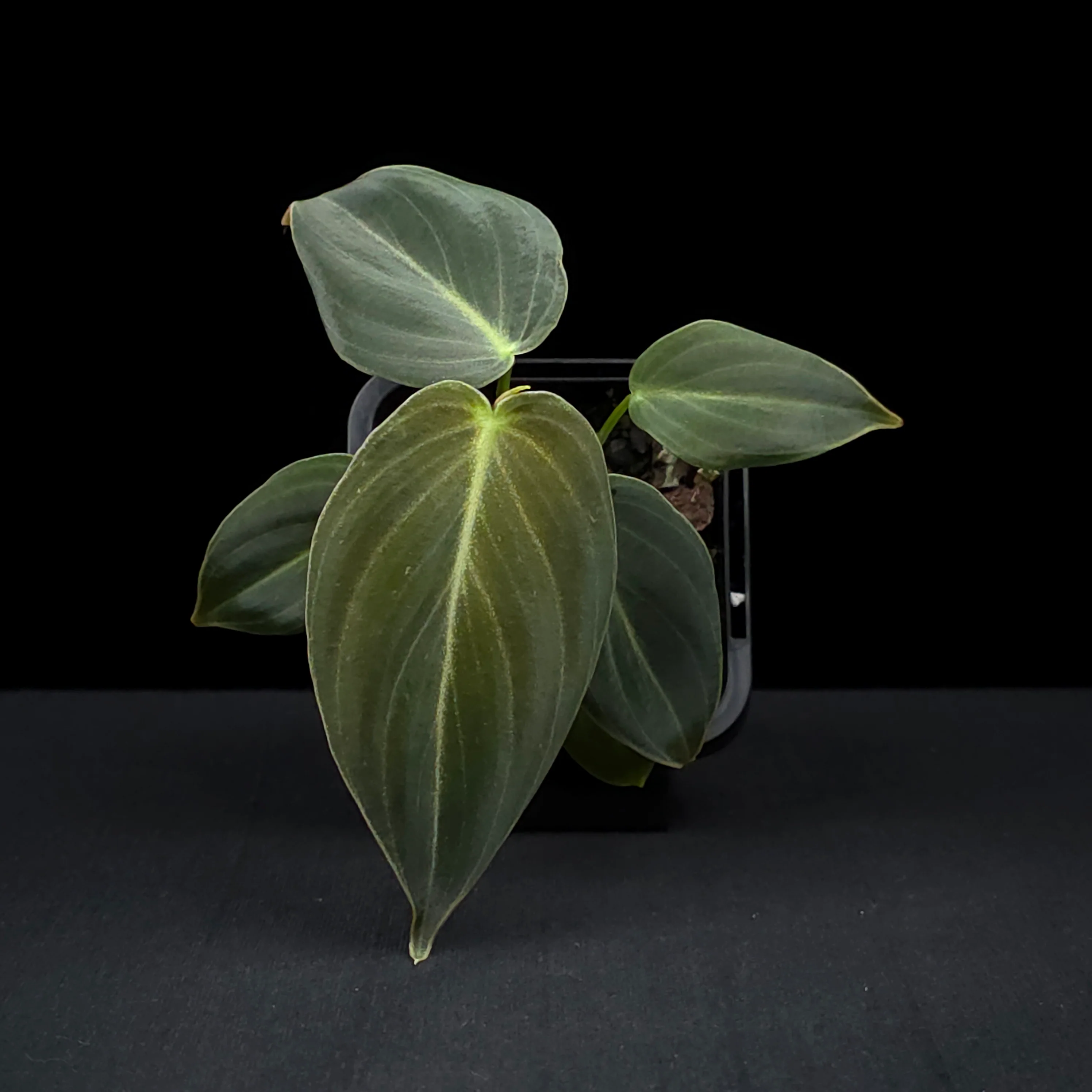 Philodendron melanochrysum - Image 4
