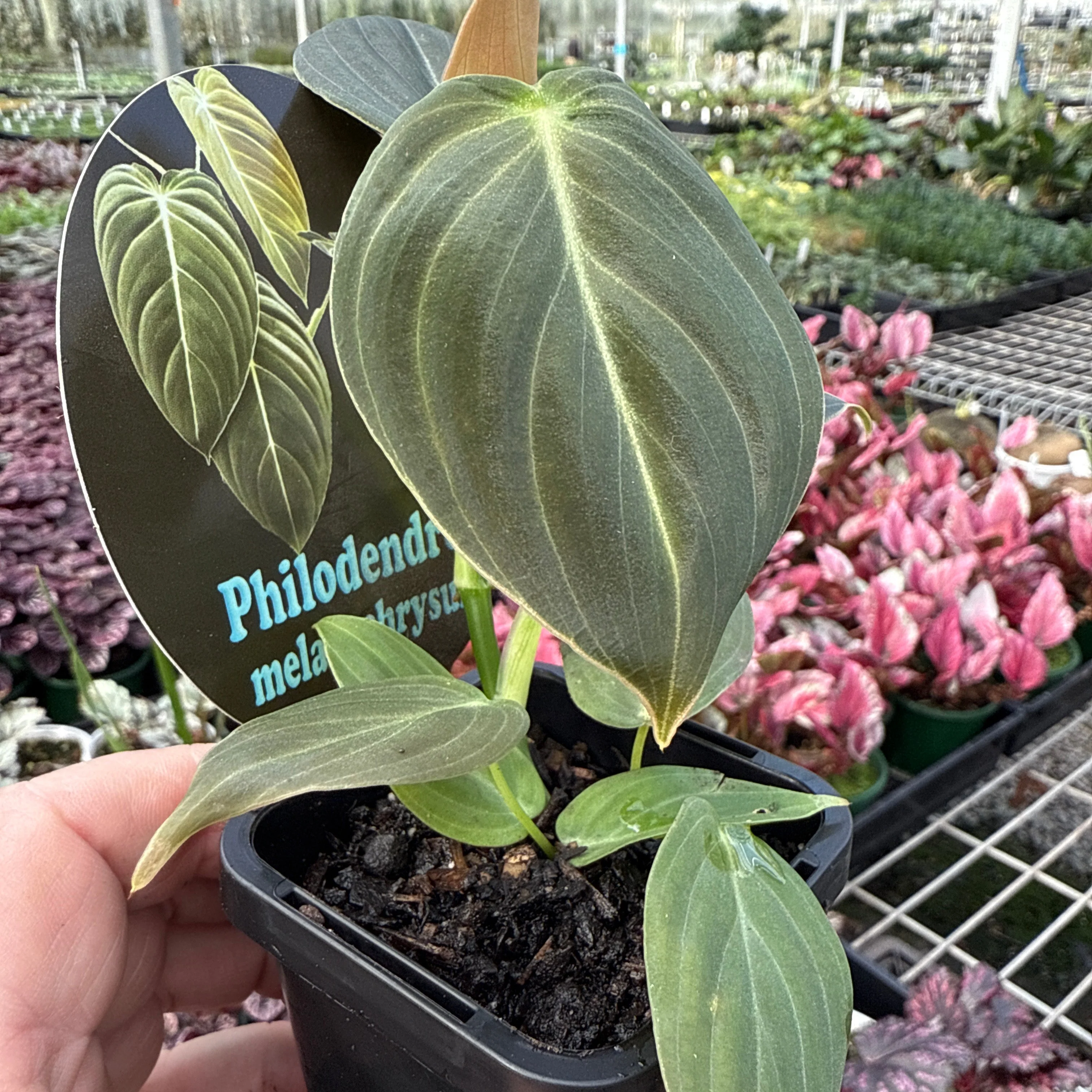 Philodendron melanochrysum - Image 5