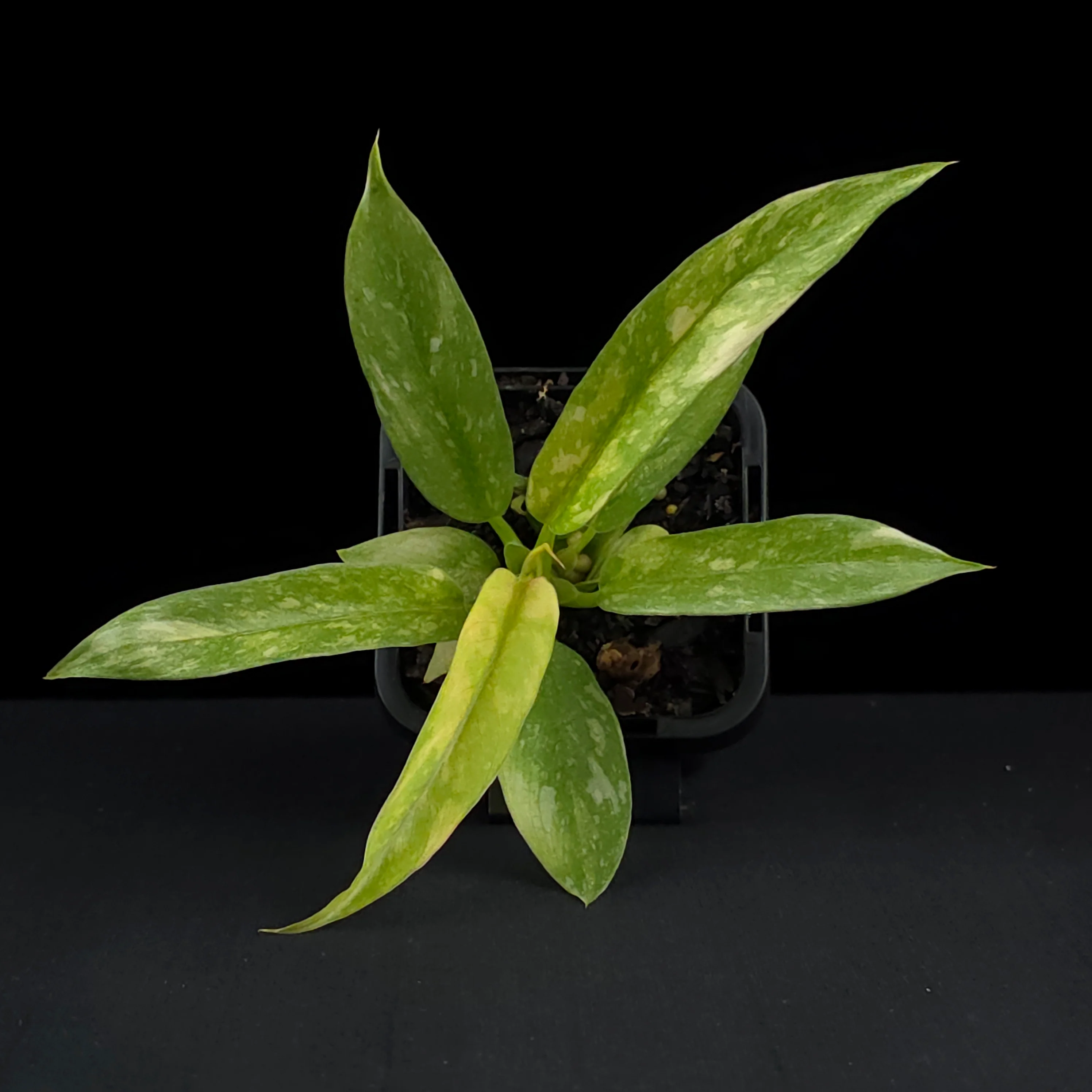 Philodendron 'Ring of Fire' (WA Prohibited) - Image 4