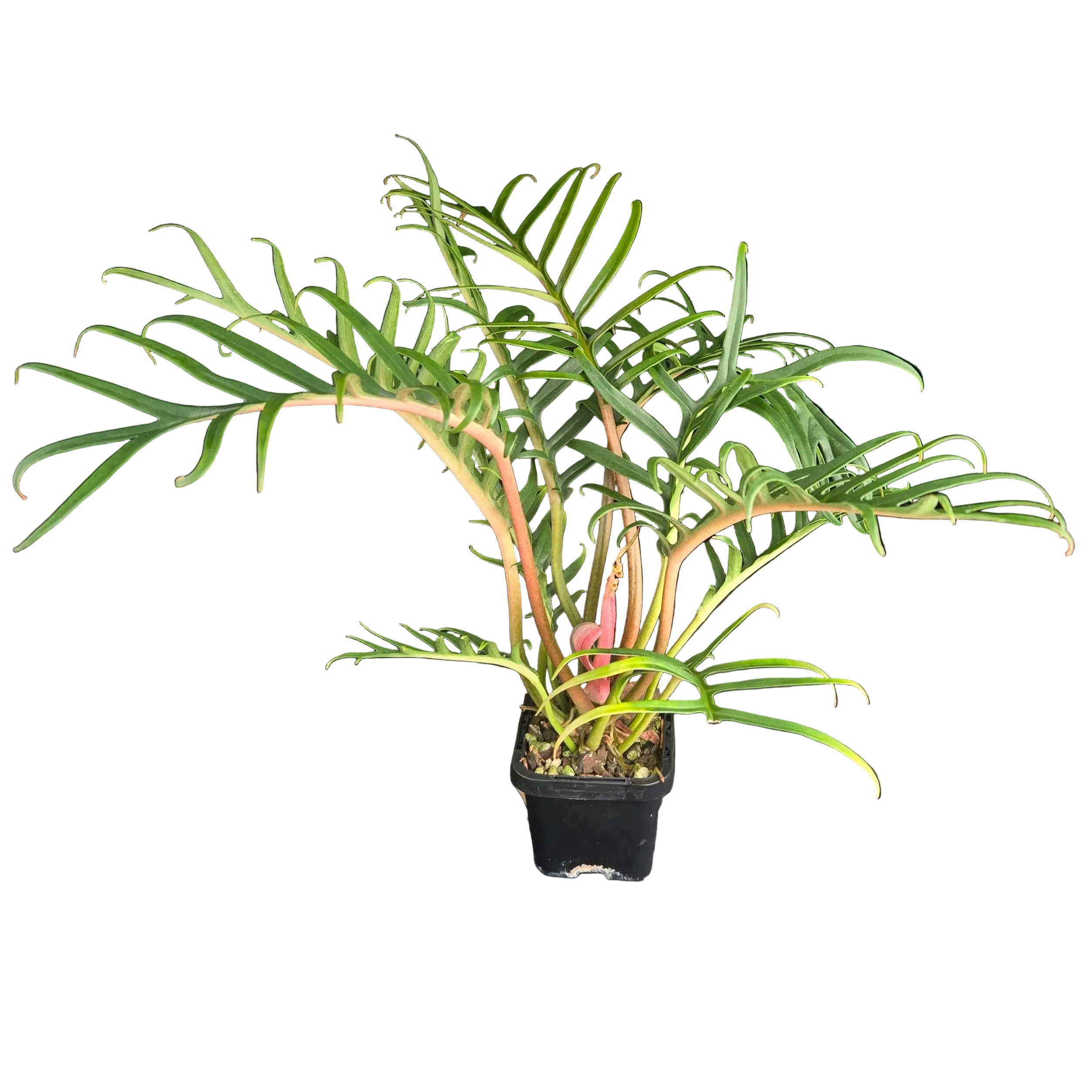 Philodendron tortum ‘Thai Dwarf’