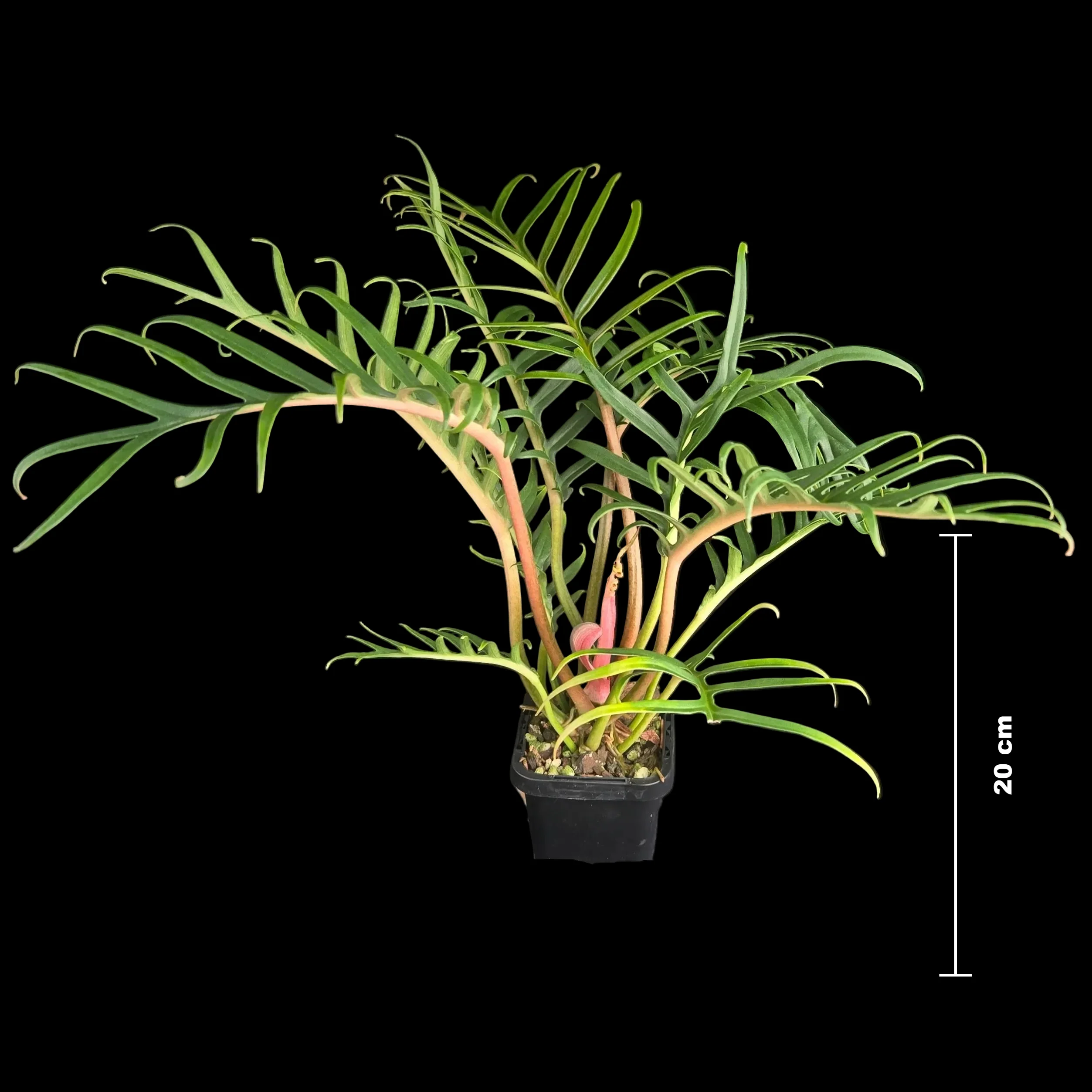 Philodendron tortum ‘Thai Dwarf’ - Image 2