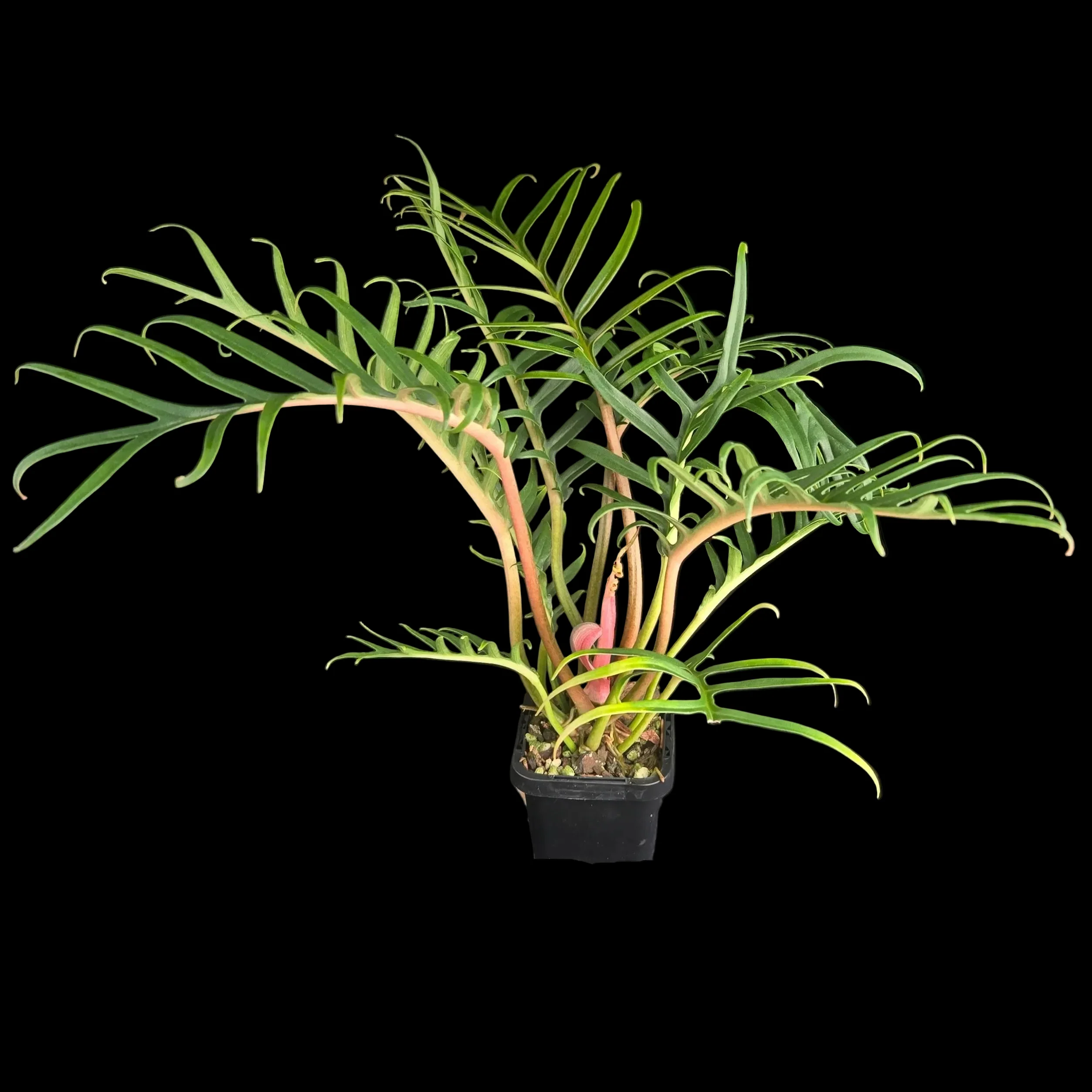 Philodendron tortum ‘Thai Dwarf’ - Image 3