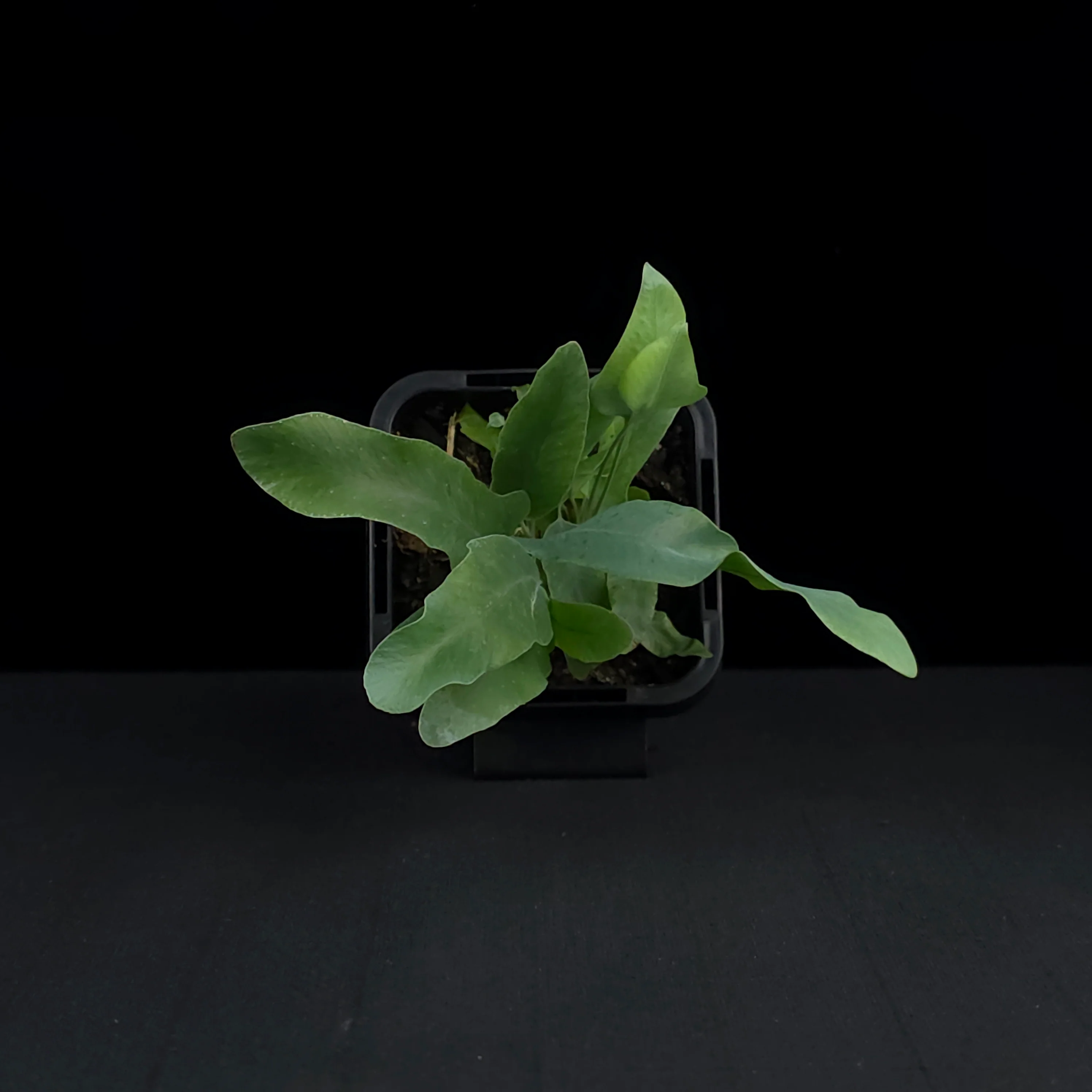 Phlebodium aureum 'The Blue Star Fern' - Image 4