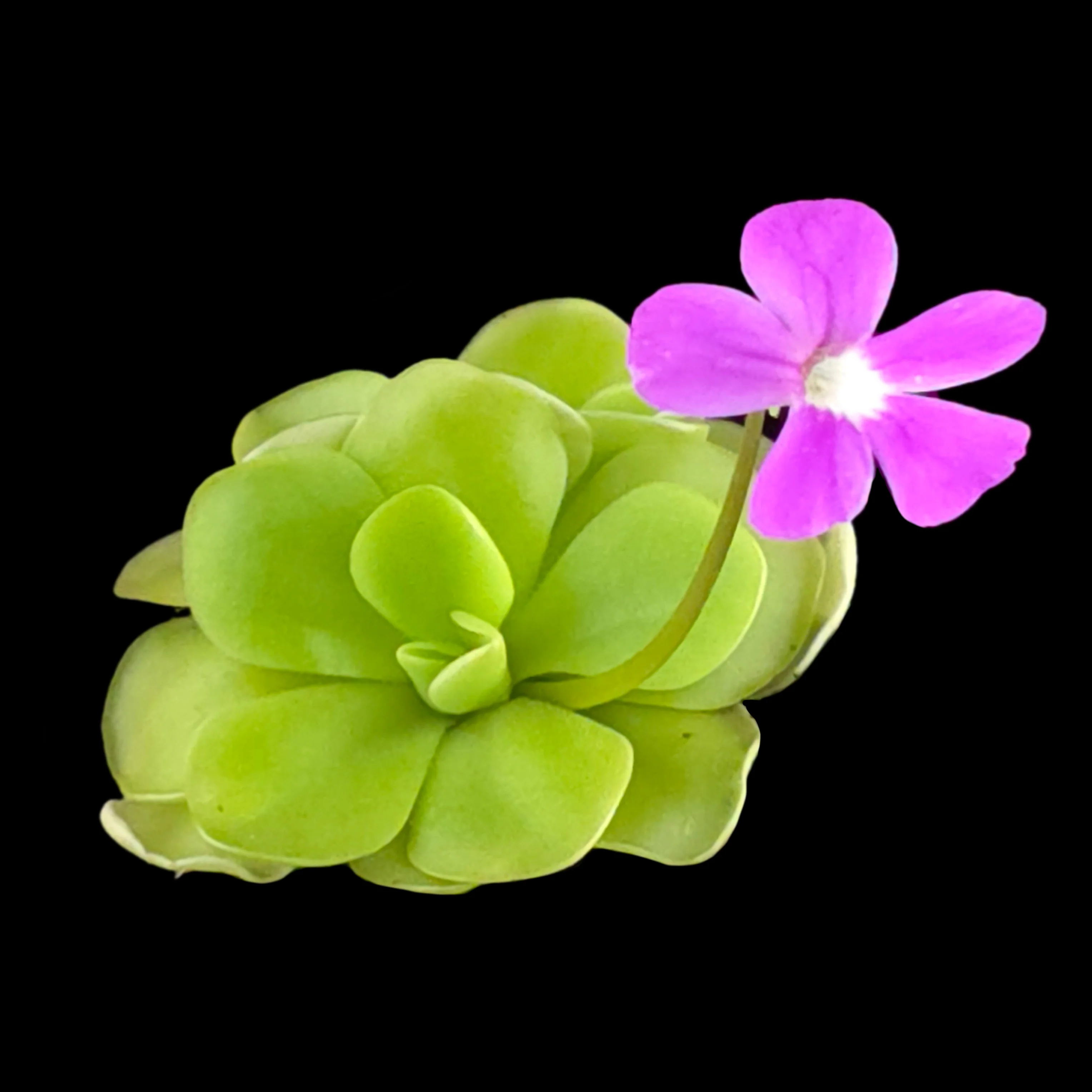 Pinguicula 'Sethos' - Image 2