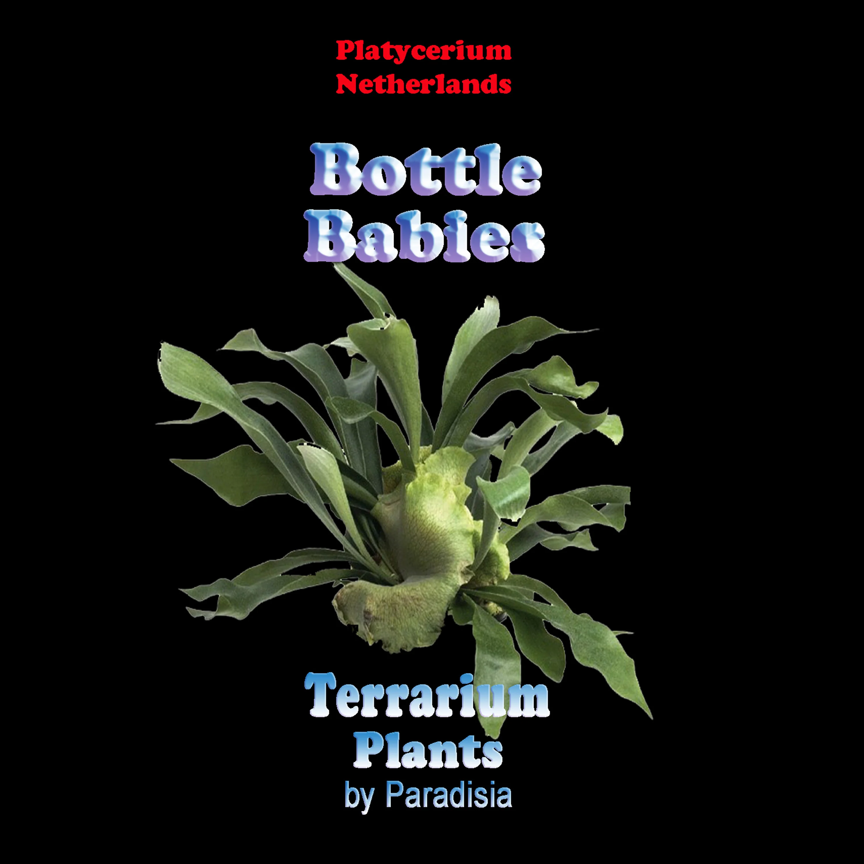 Platycerium bifurcatum 'Netherland' - Staghorn Fern - Image 3