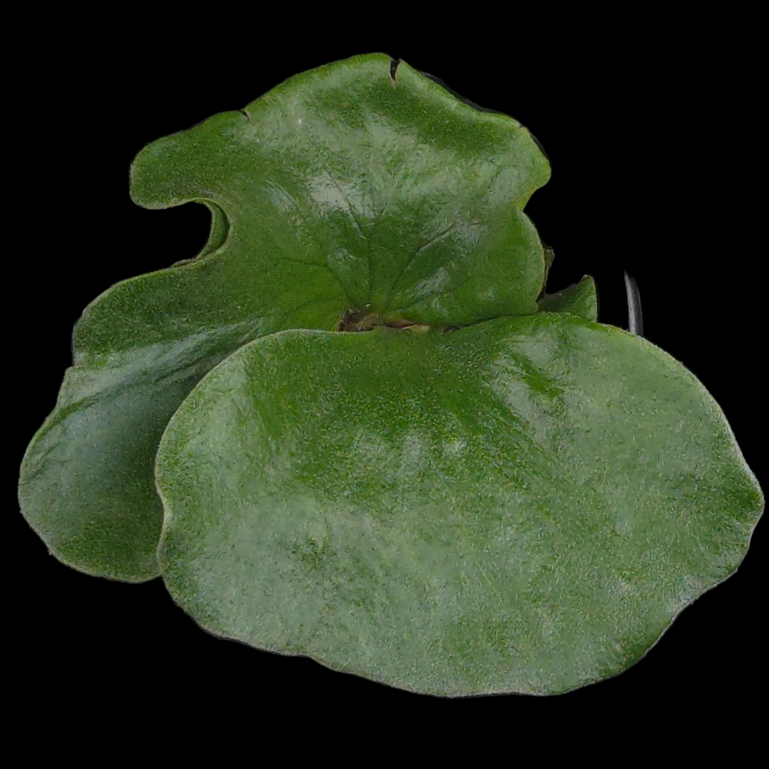 Indoor Plants