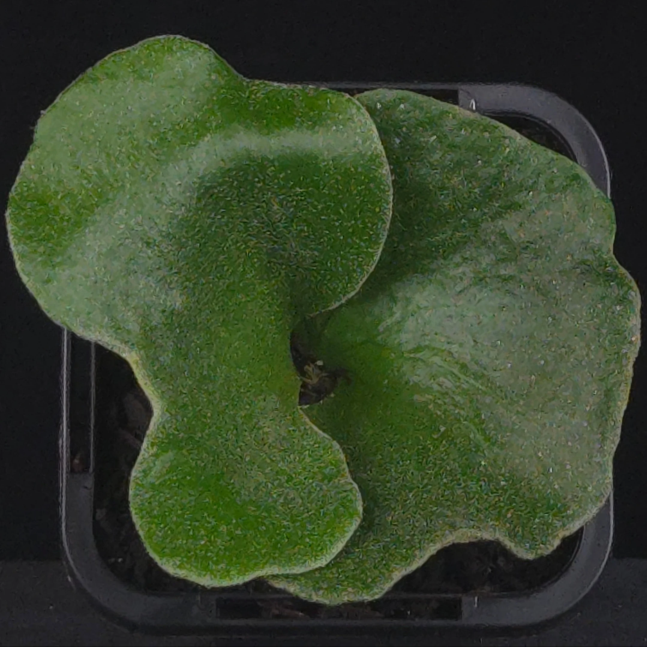 Platycerium elephantotis (syn. angolense) - Image 2