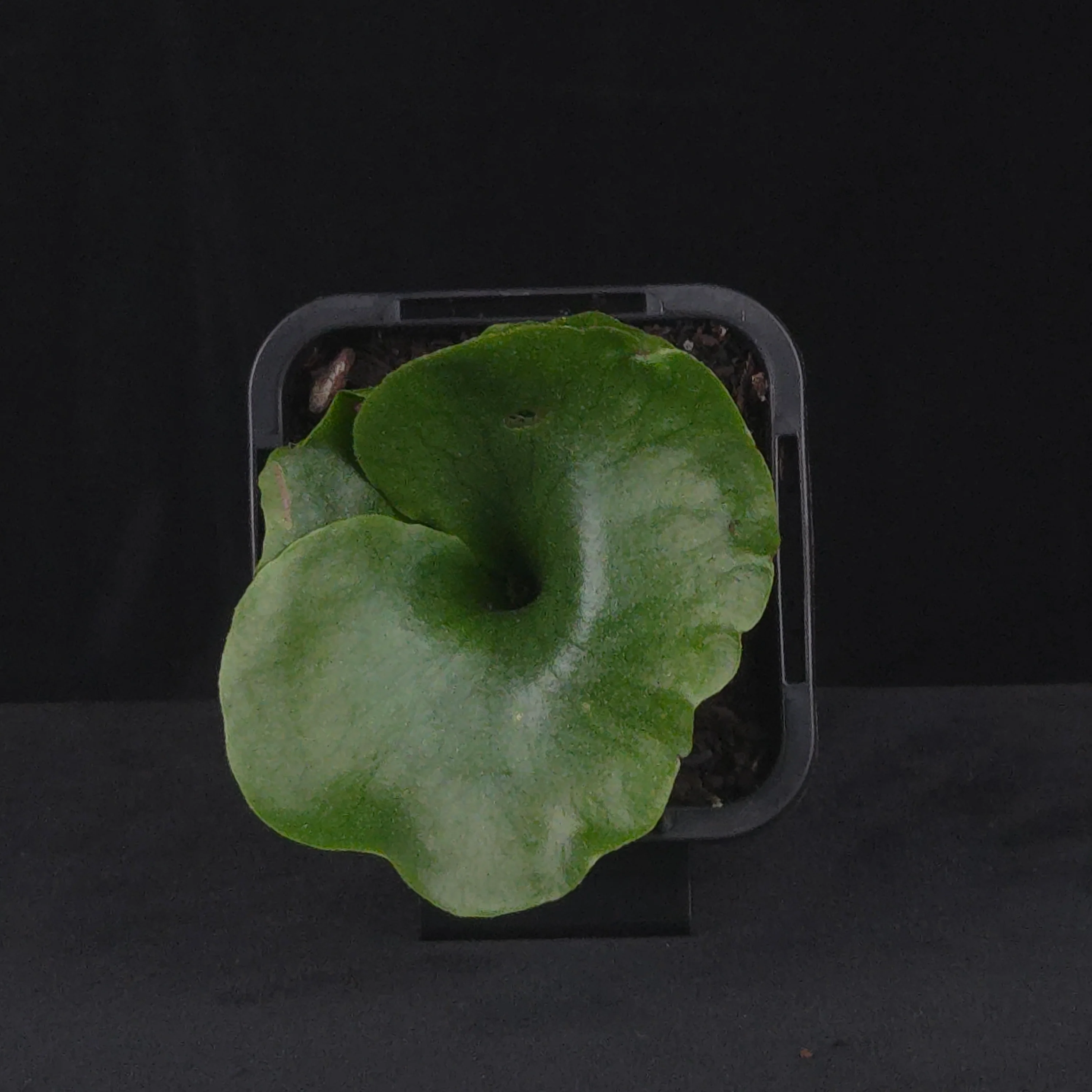 Platycerium wandae