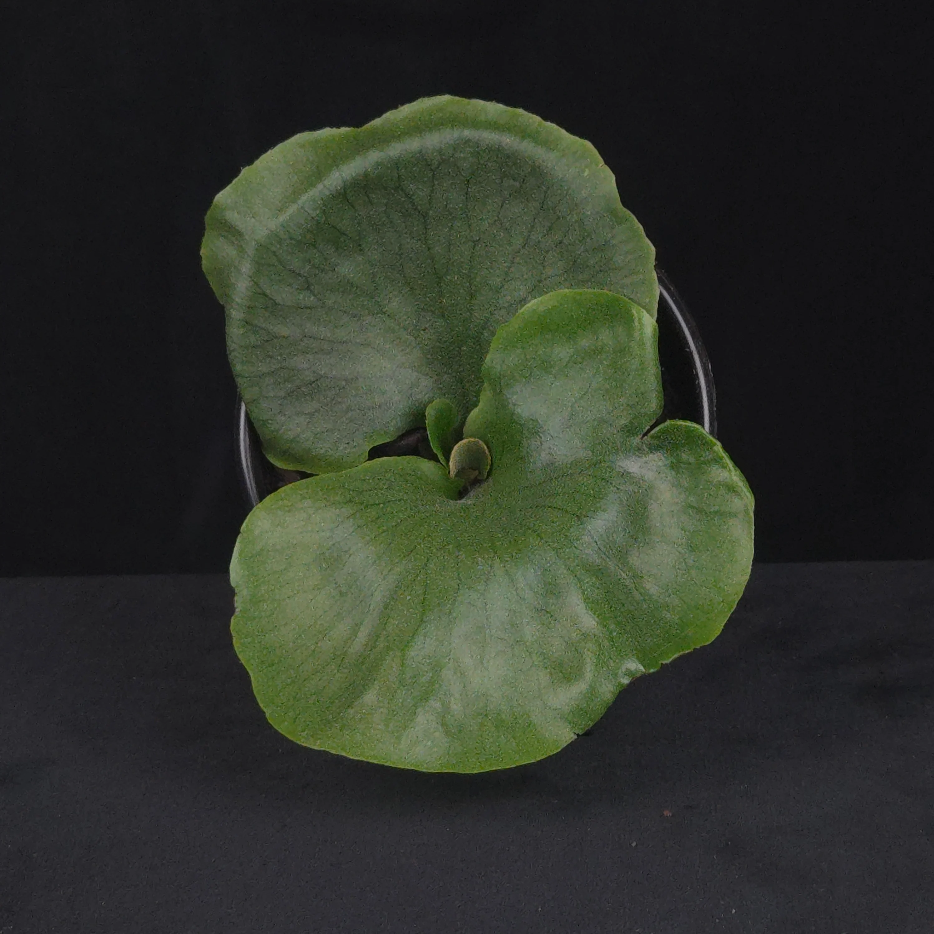 Platycerium wandae - Image 2