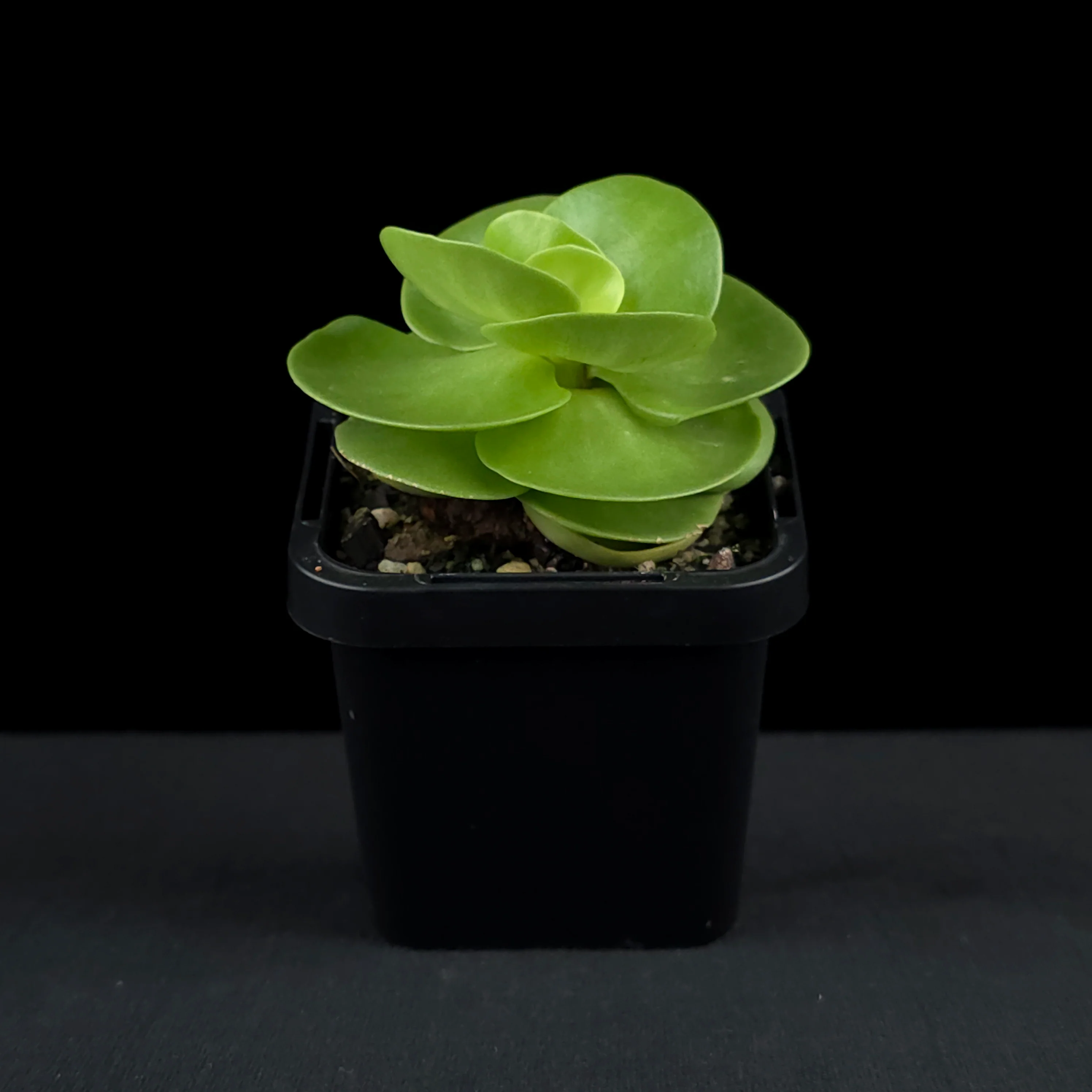 Portulaca molokiniensis 'Hawaiian Portulaca' - Image 3