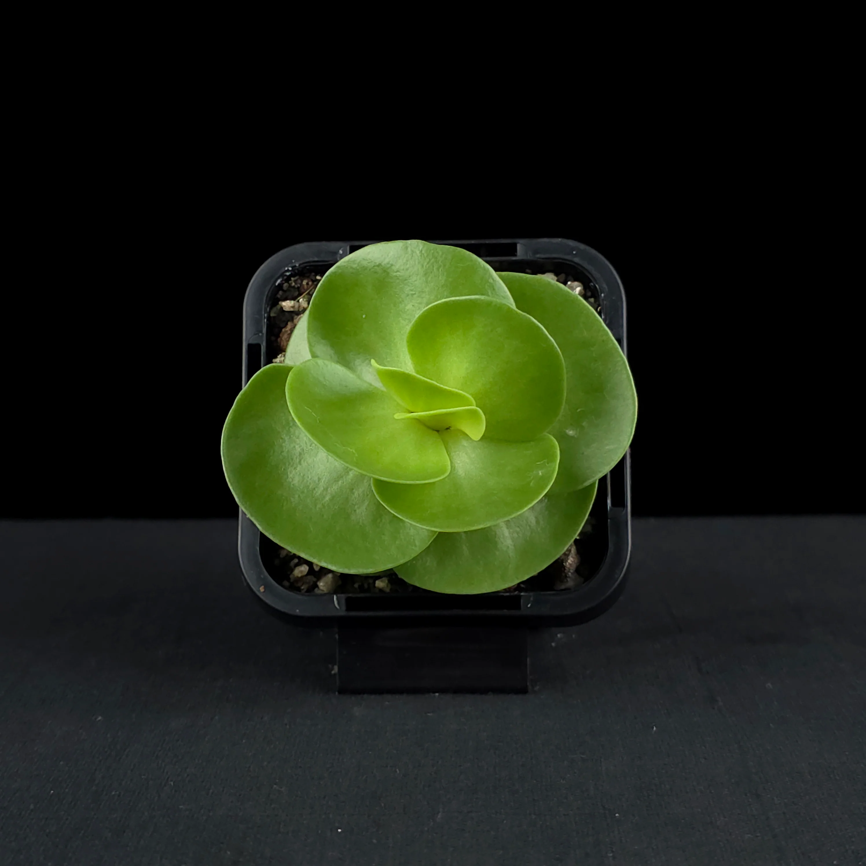 Portulaca molokiniensis 'Hawaiian Portulaca' - Image 4