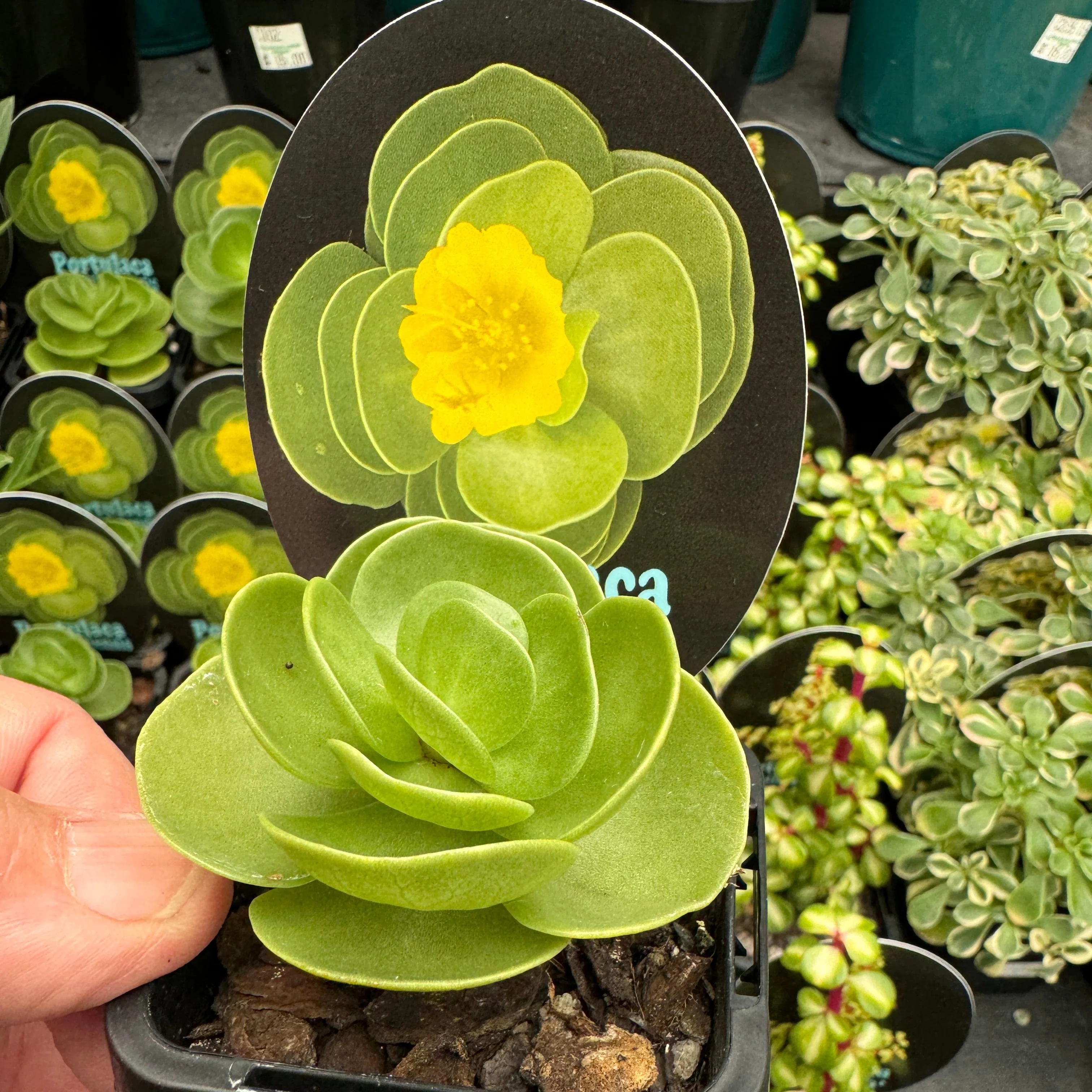 Portulaca molokiniensis 'Hawaiian Portulaca' - Image 5