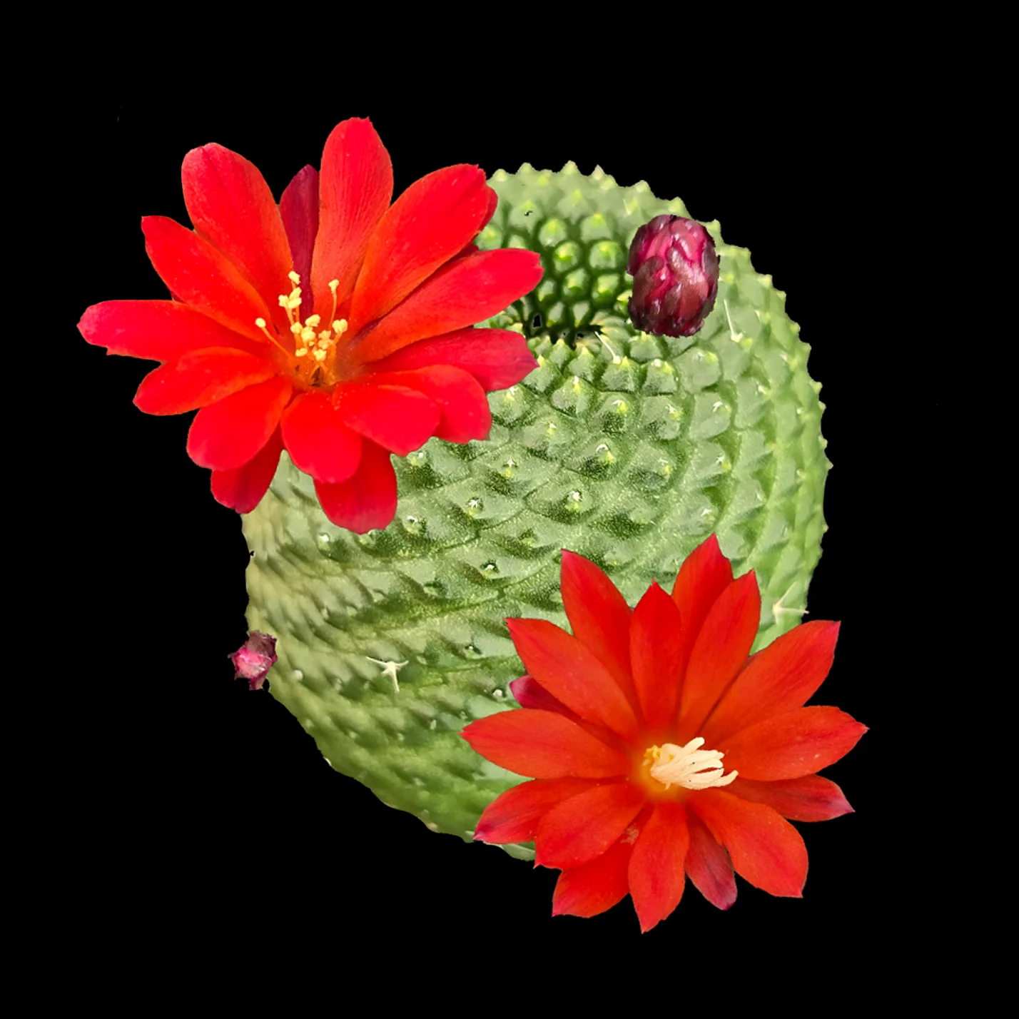 Rebutia krainziana var. inermis (syn. Rebutia pygmaea)