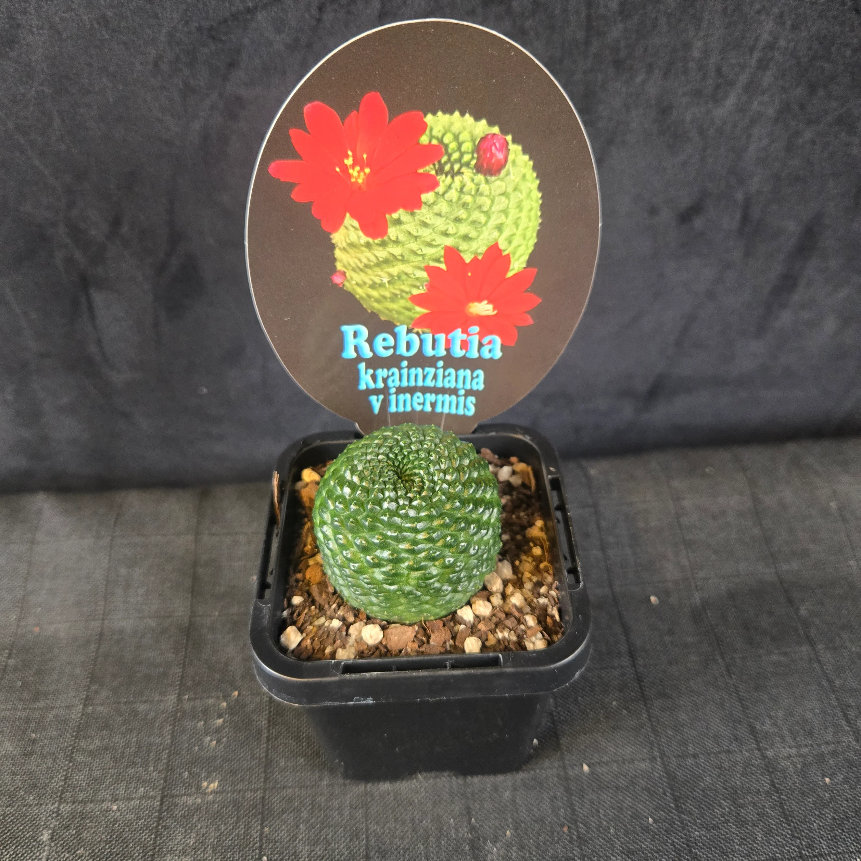 Rebutia krainziana var. inermis (syn. Rebutia pygmaea) - Image 2