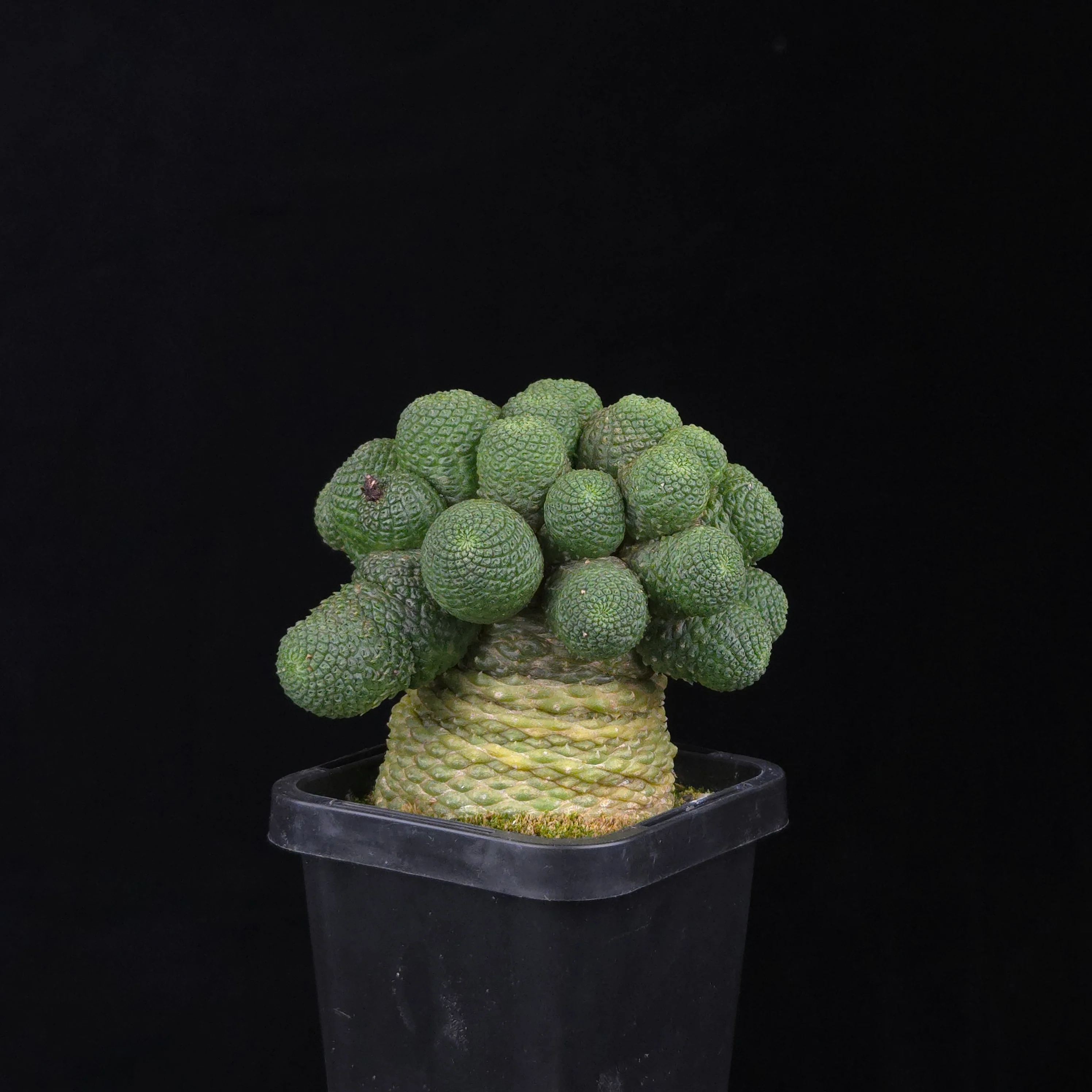 Rebutia krainziana var. inermis (syn. Rebutia pygmaea) – Mature Specimen