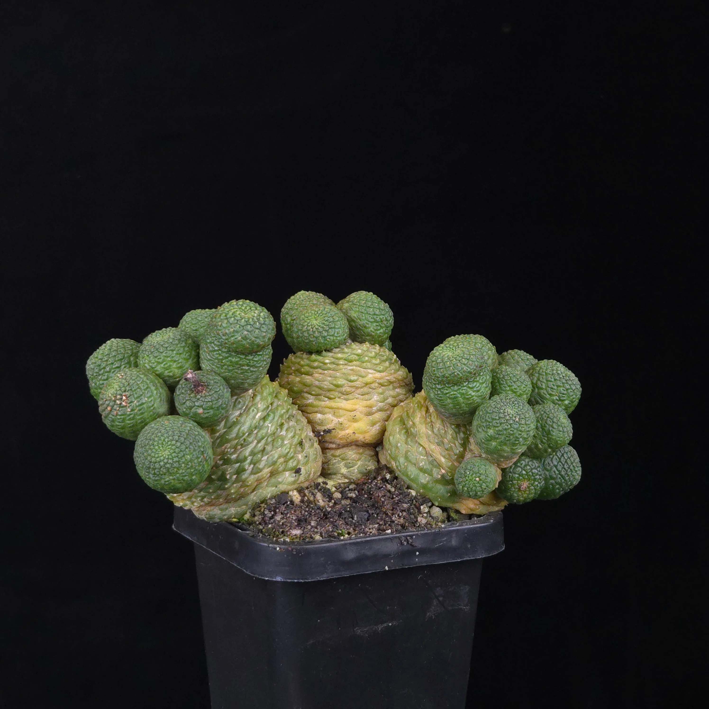 Rebutia krainziana var. inermis (syn. Rebutia pygmaea) – Mature Specimen - Image 3