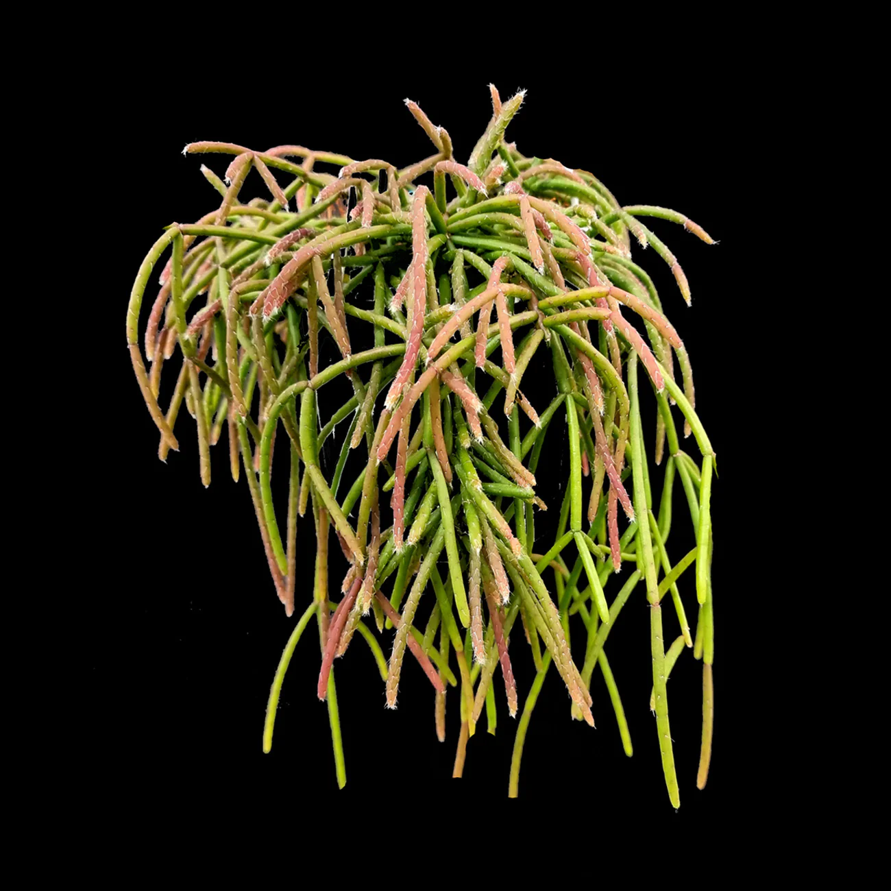 Rhipsalis baccifera ssp. delphinensis - Mistletoe Cactus