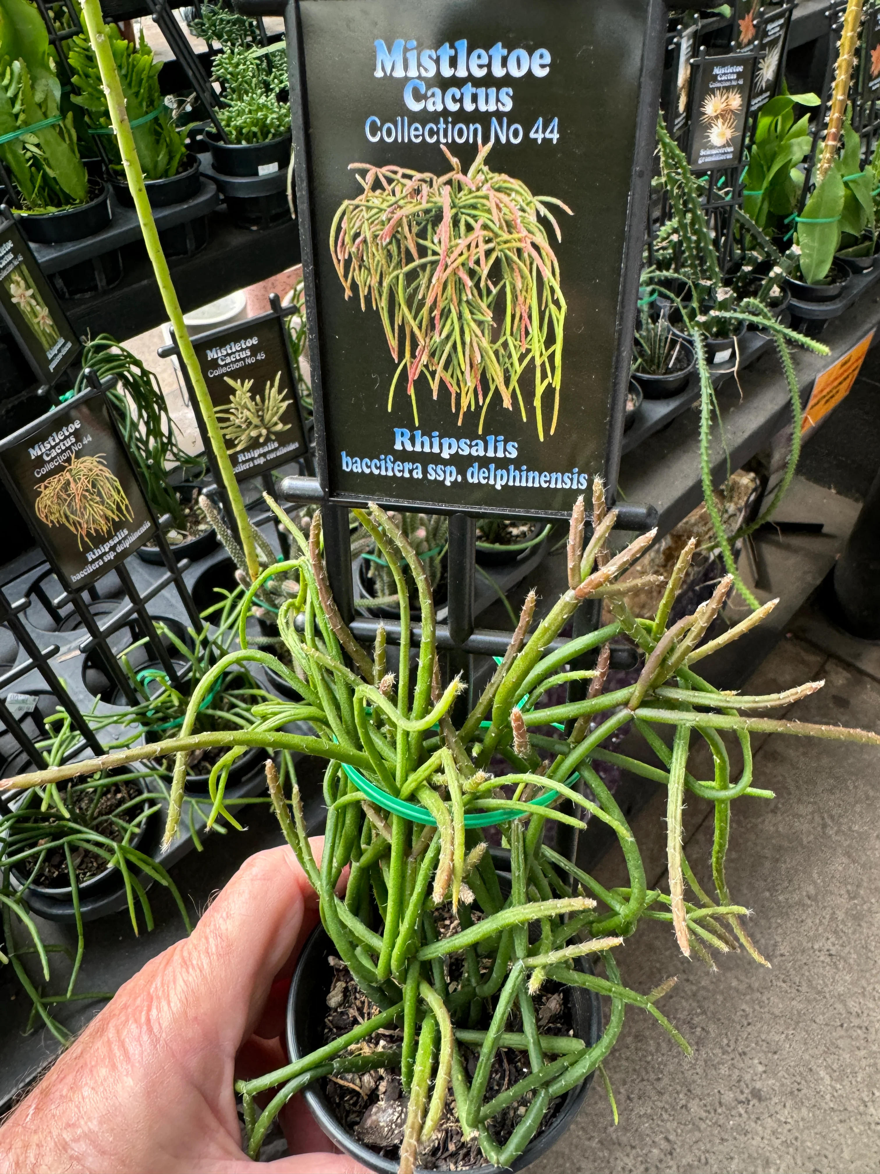 Rhipsalis baccifera ssp. delphinensis - Mistletoe Cactus - Image 2
