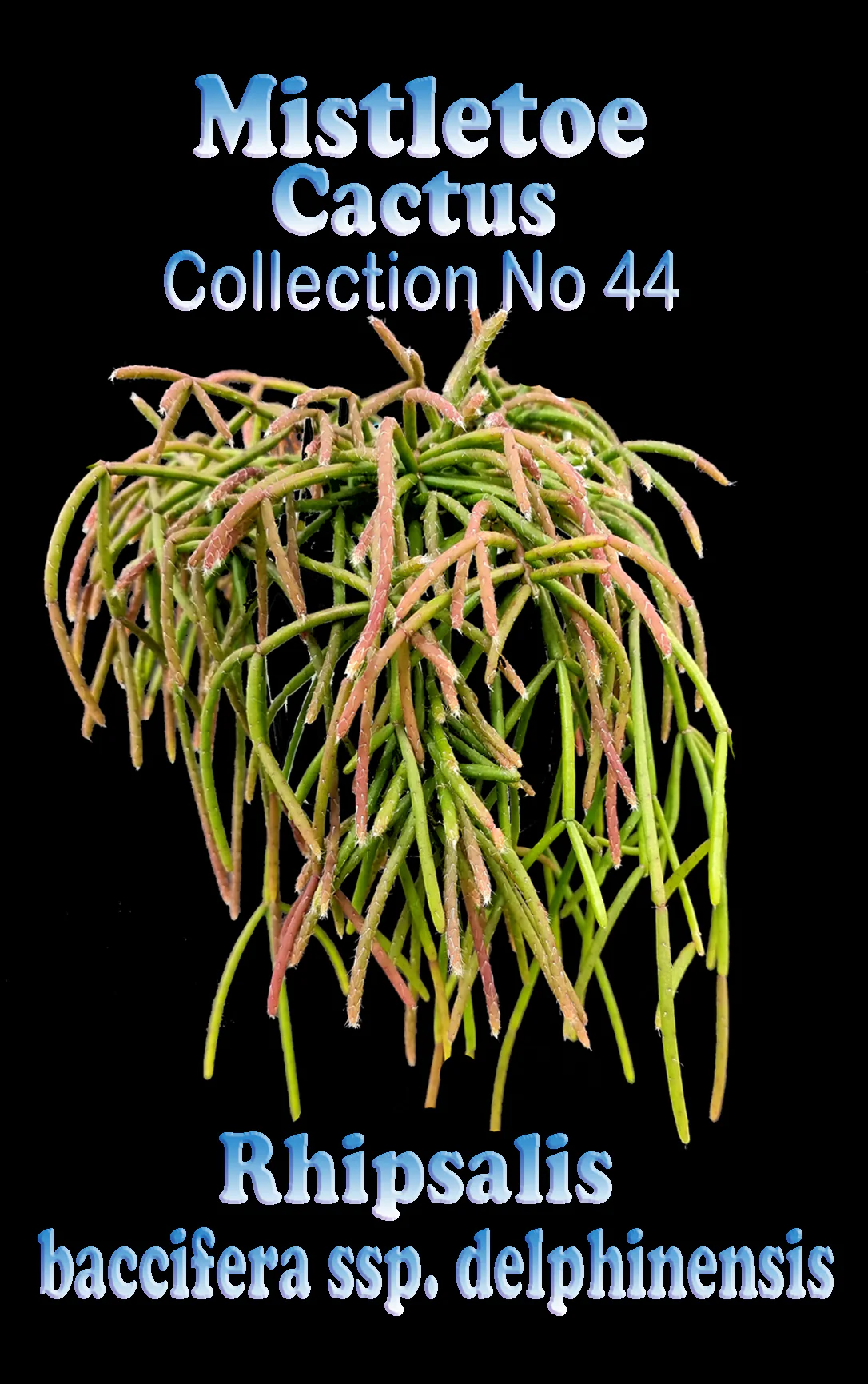 Rhipsalis baccifera ssp. delphinensis - Mistletoe Cactus - Image 3