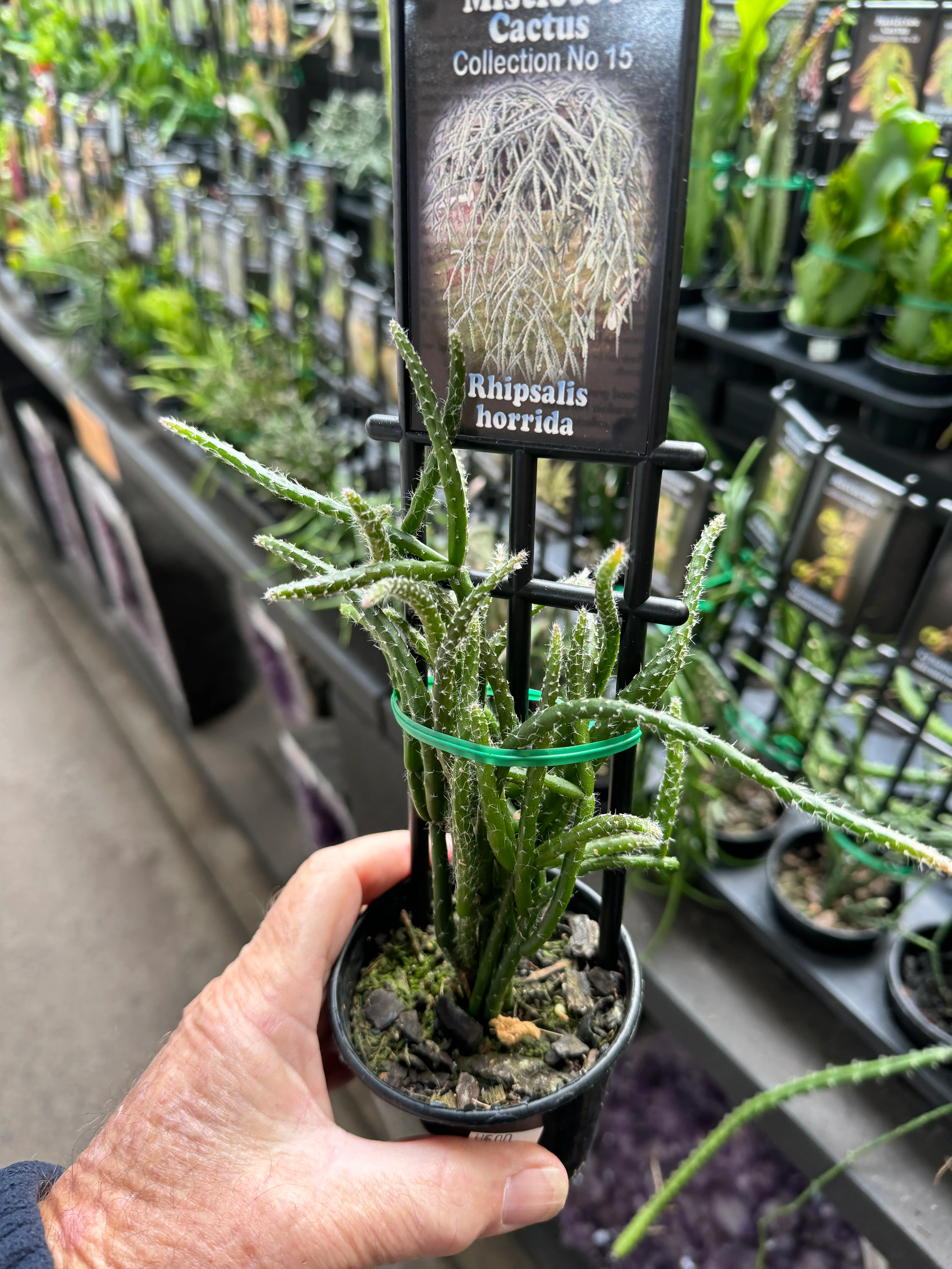 Rhipsalis baccifera subsp. horrida - Mistletoe Cactus - Image 3