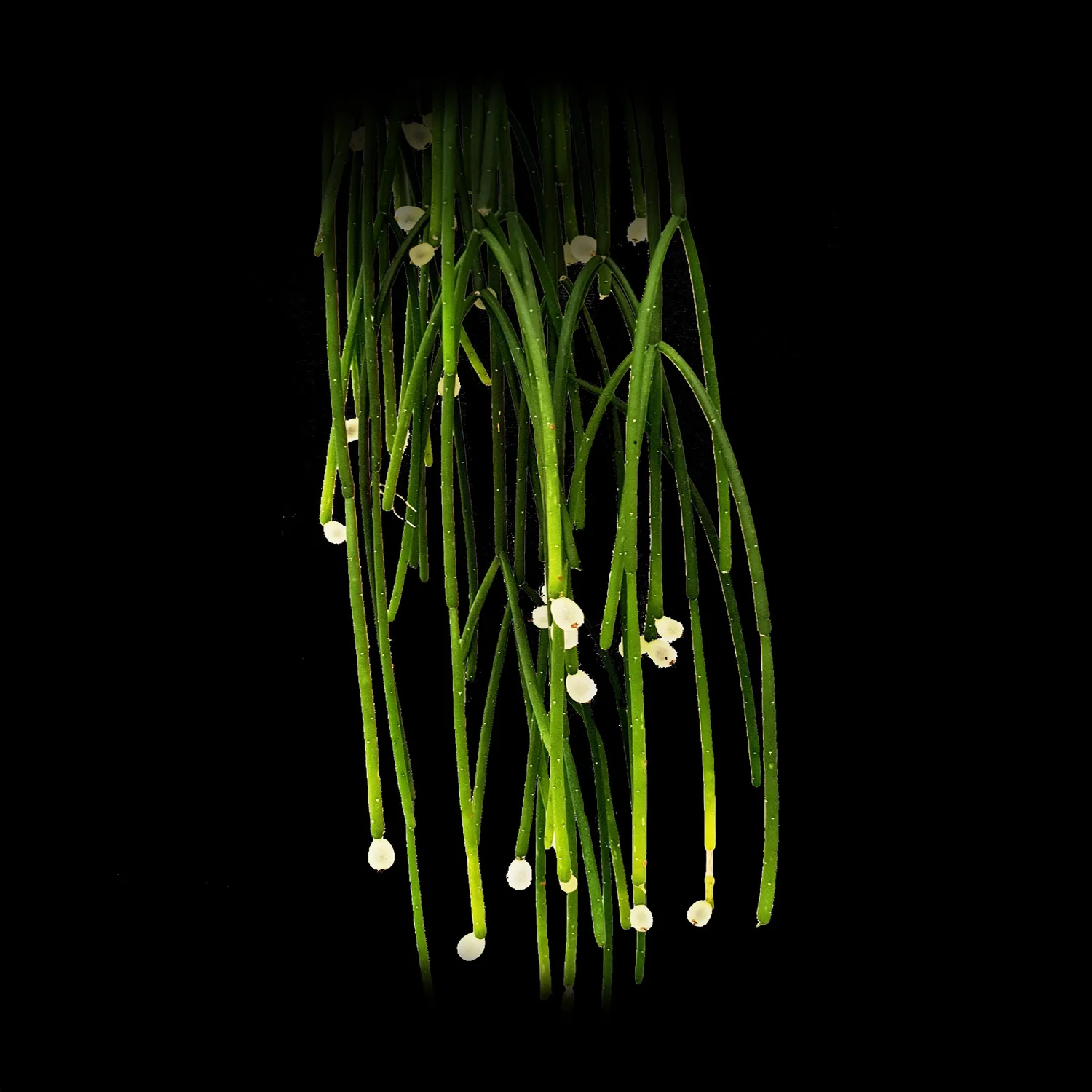 Rhipsalis baccifera subsp. mauritiana - Mistletoe Cactus