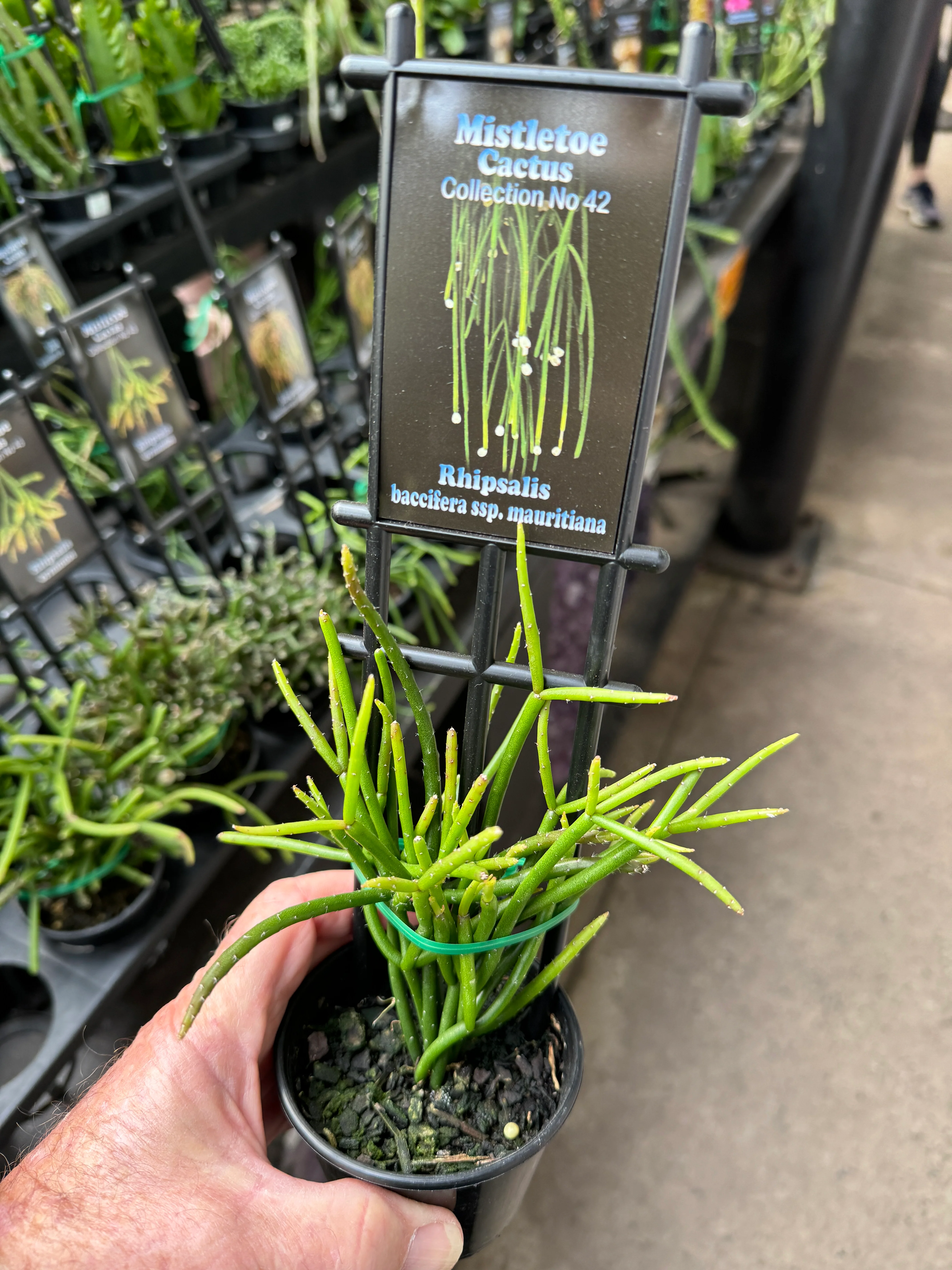 Rhipsalis baccifera subsp. mauritiana - Mistletoe Cactus - Image 2